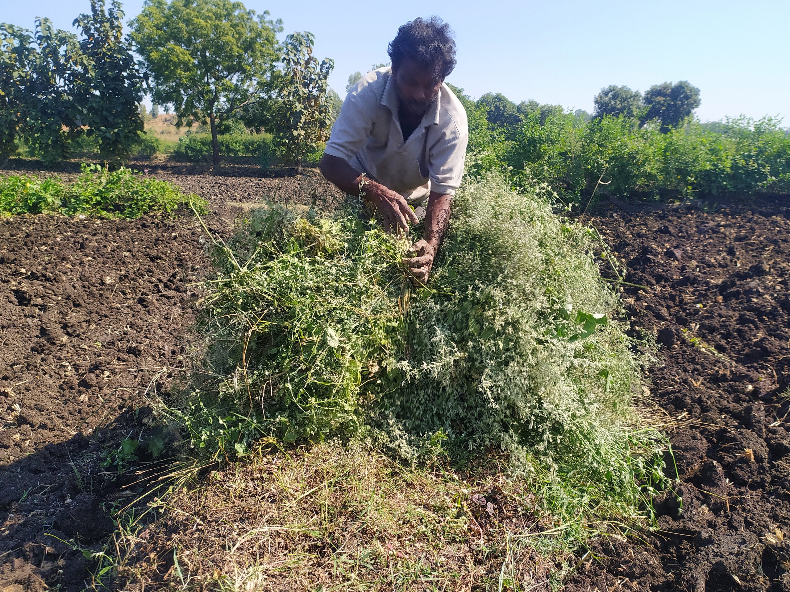 A man collecting grass