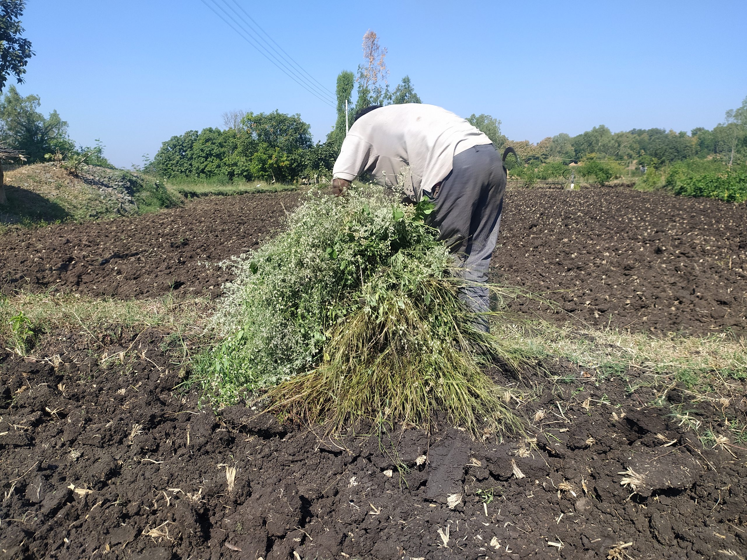 A farmer in a field