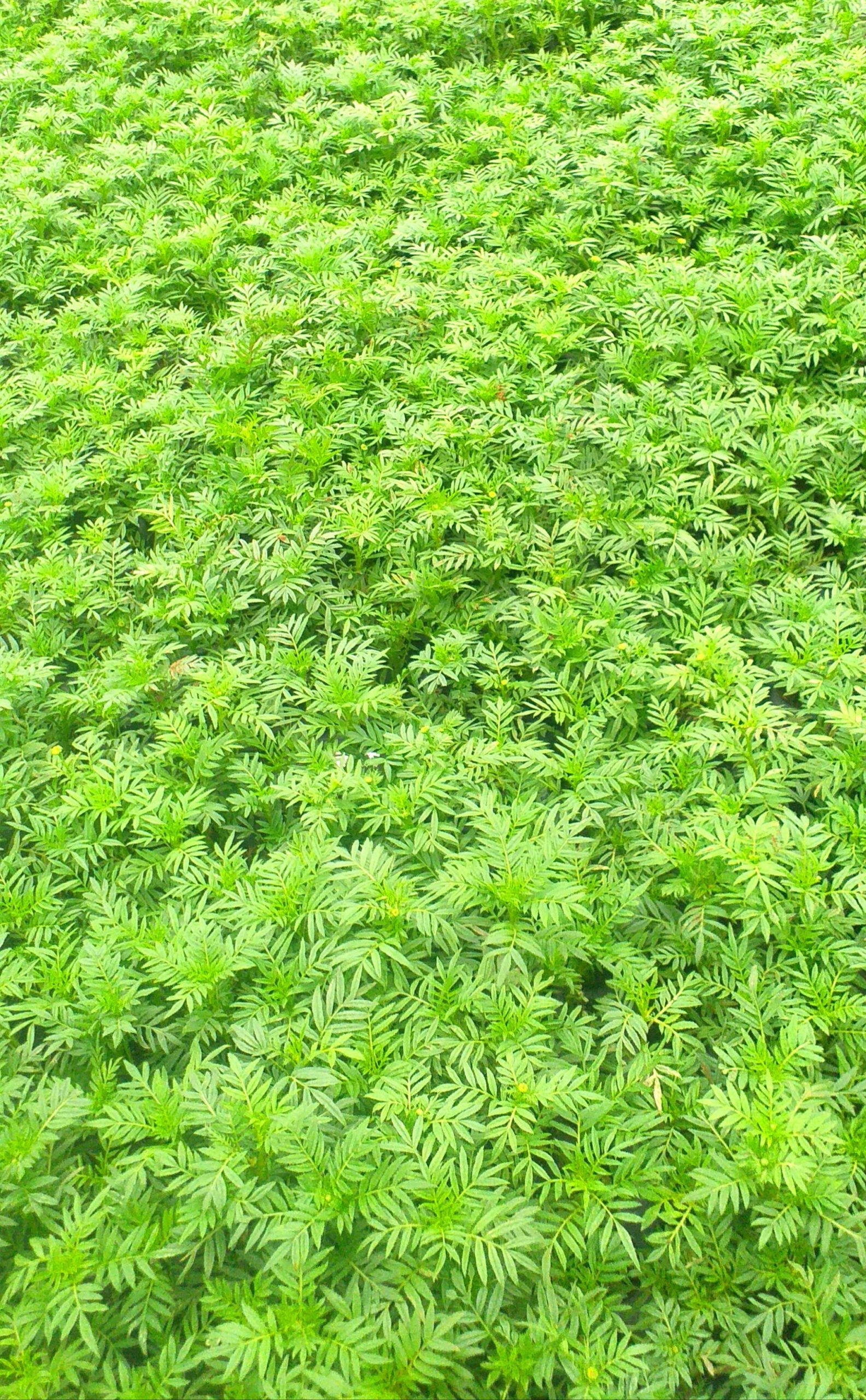 Mexican marigold plant