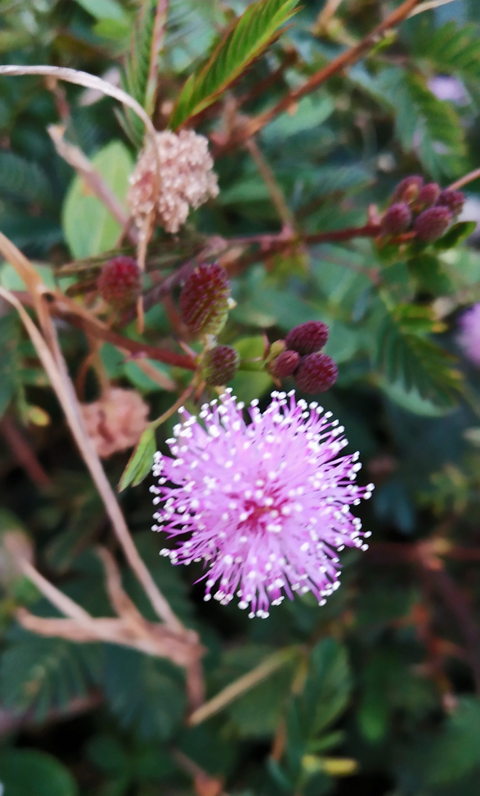 Mimosa pudica plant flower
