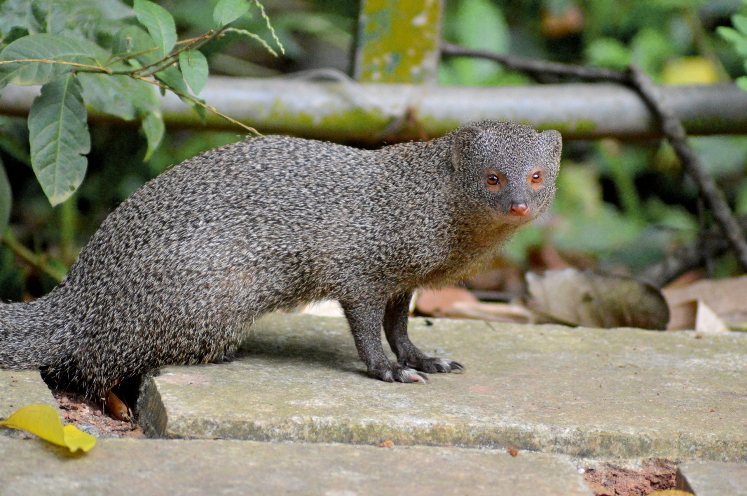 Mongoose