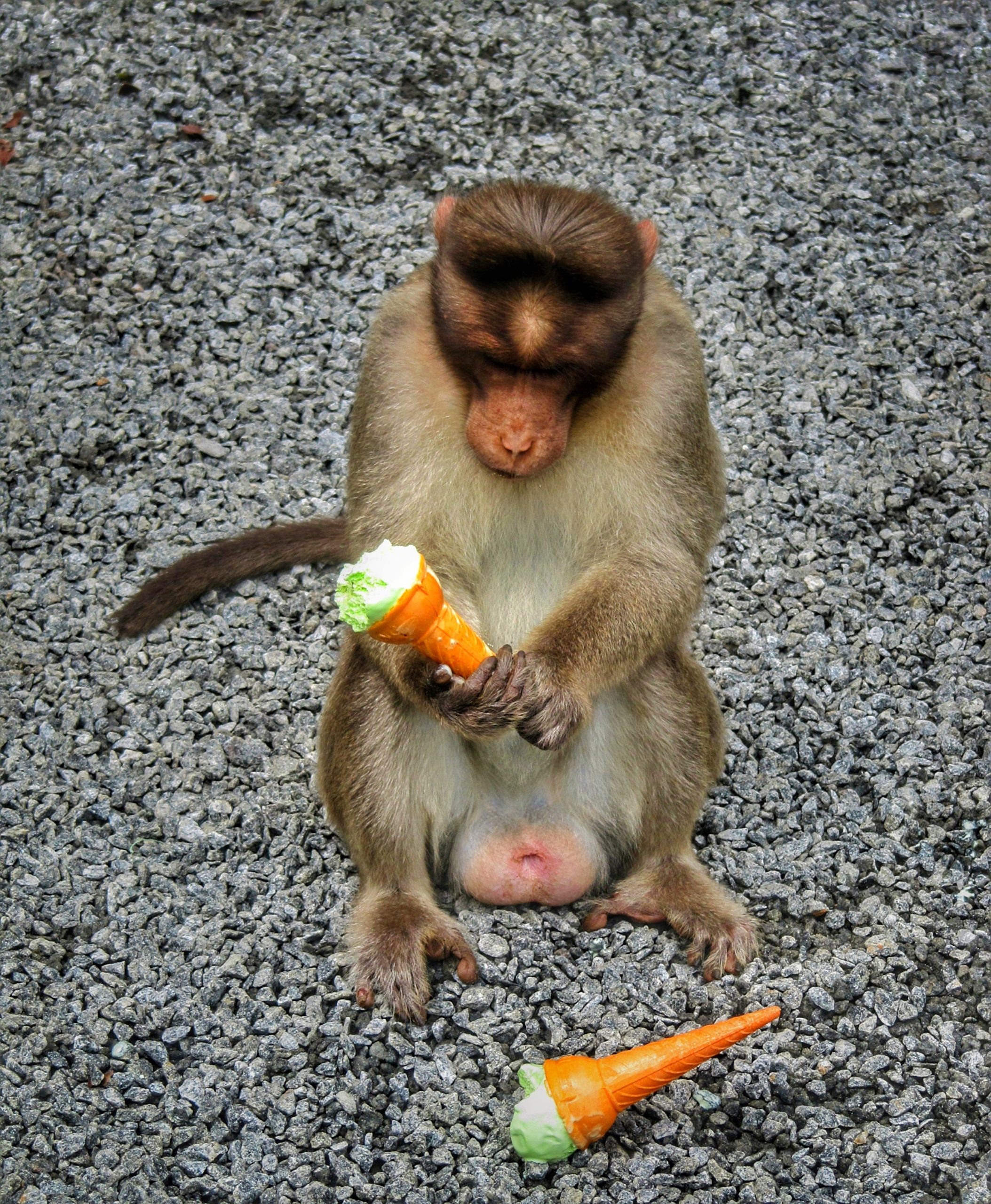 monkey with ice cream
