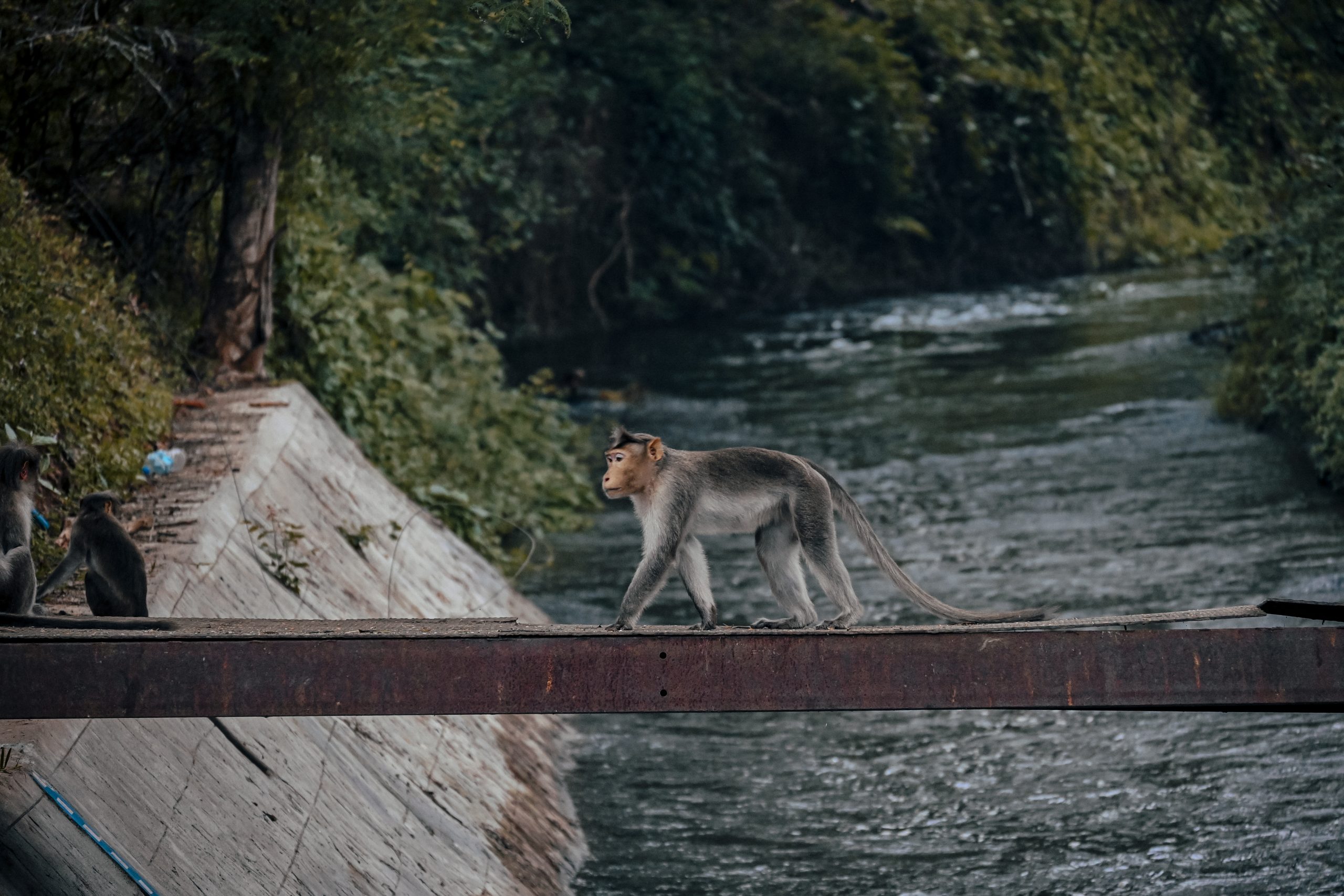 Monkey Crossing Bridge
