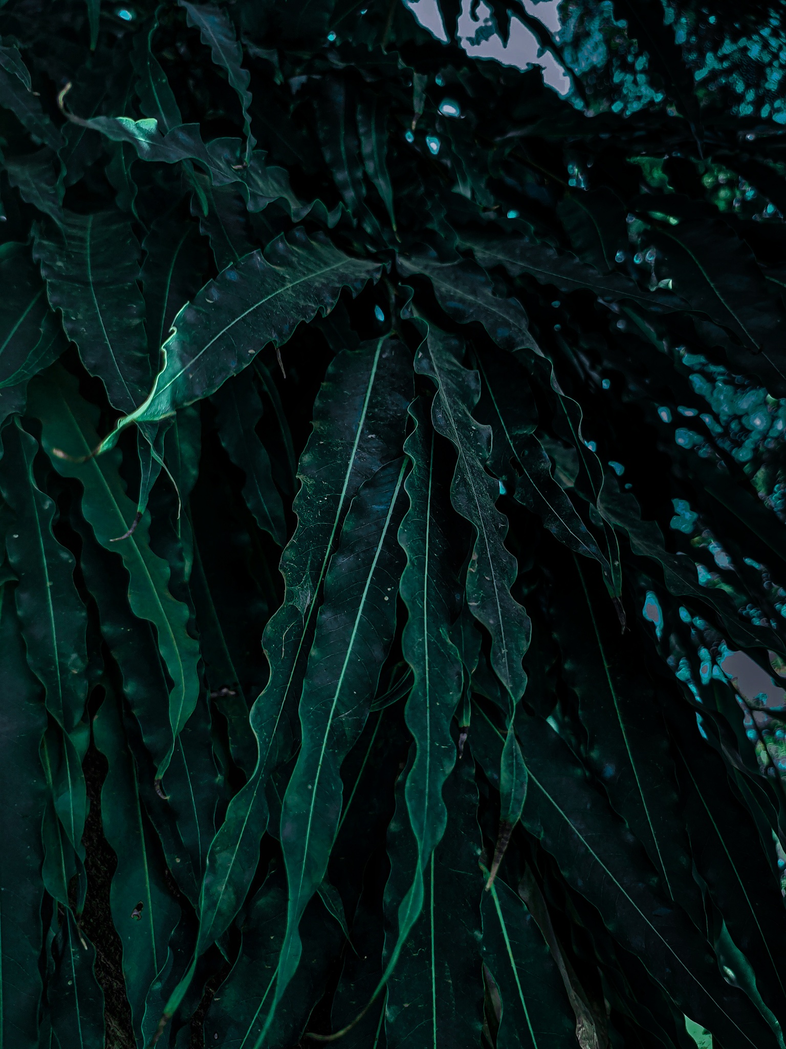 Moody green leaves - PixaHive