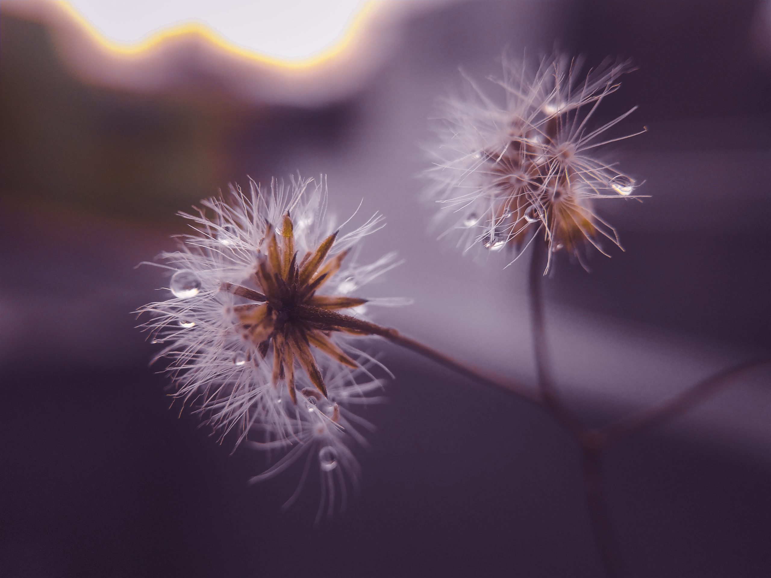 Moisture on white flowers