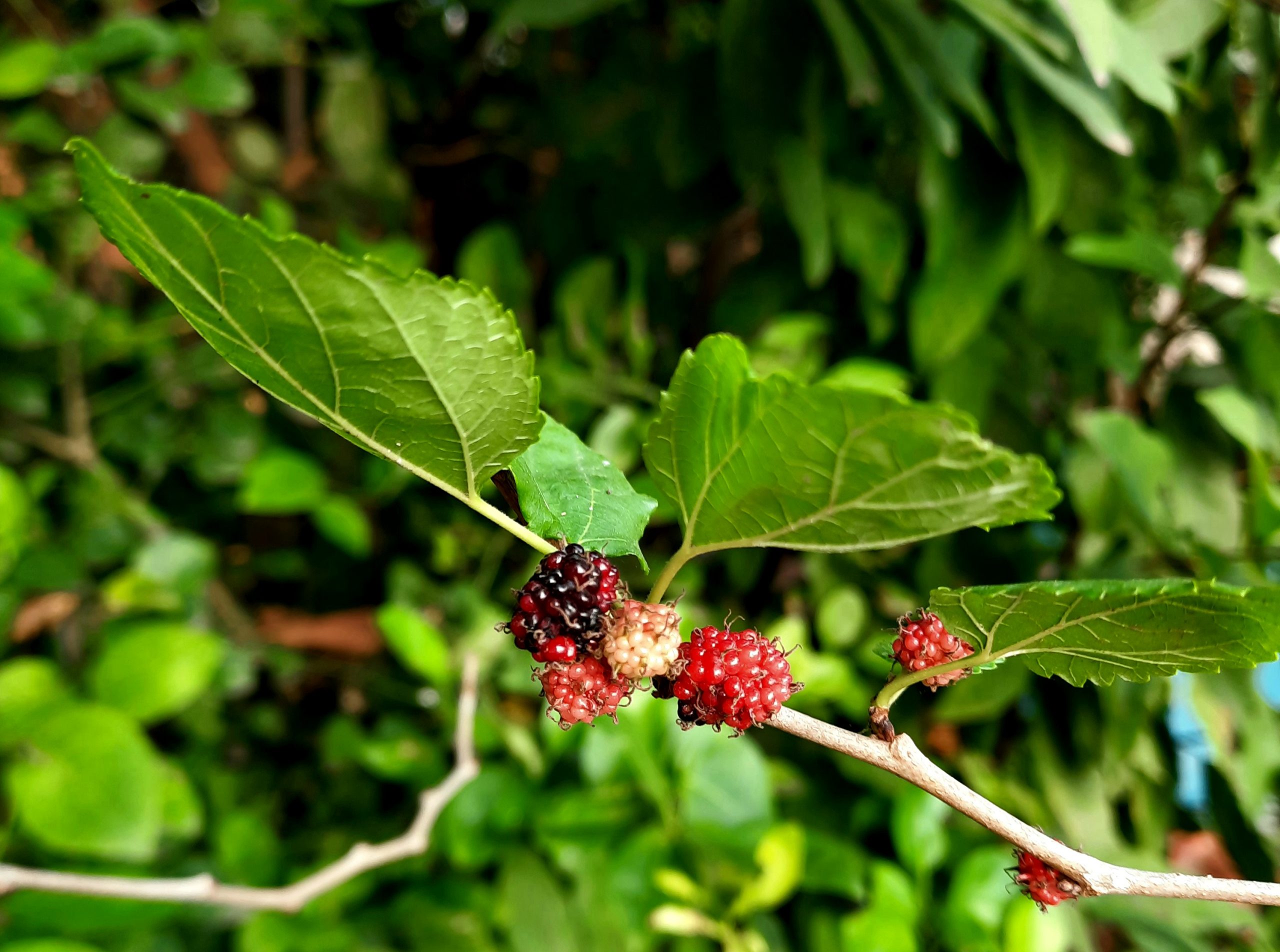 Mulberries on its plant