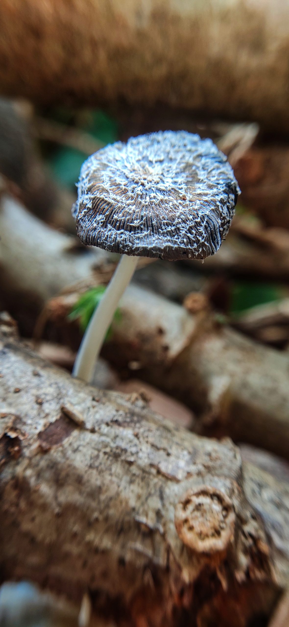 A mushroom plant