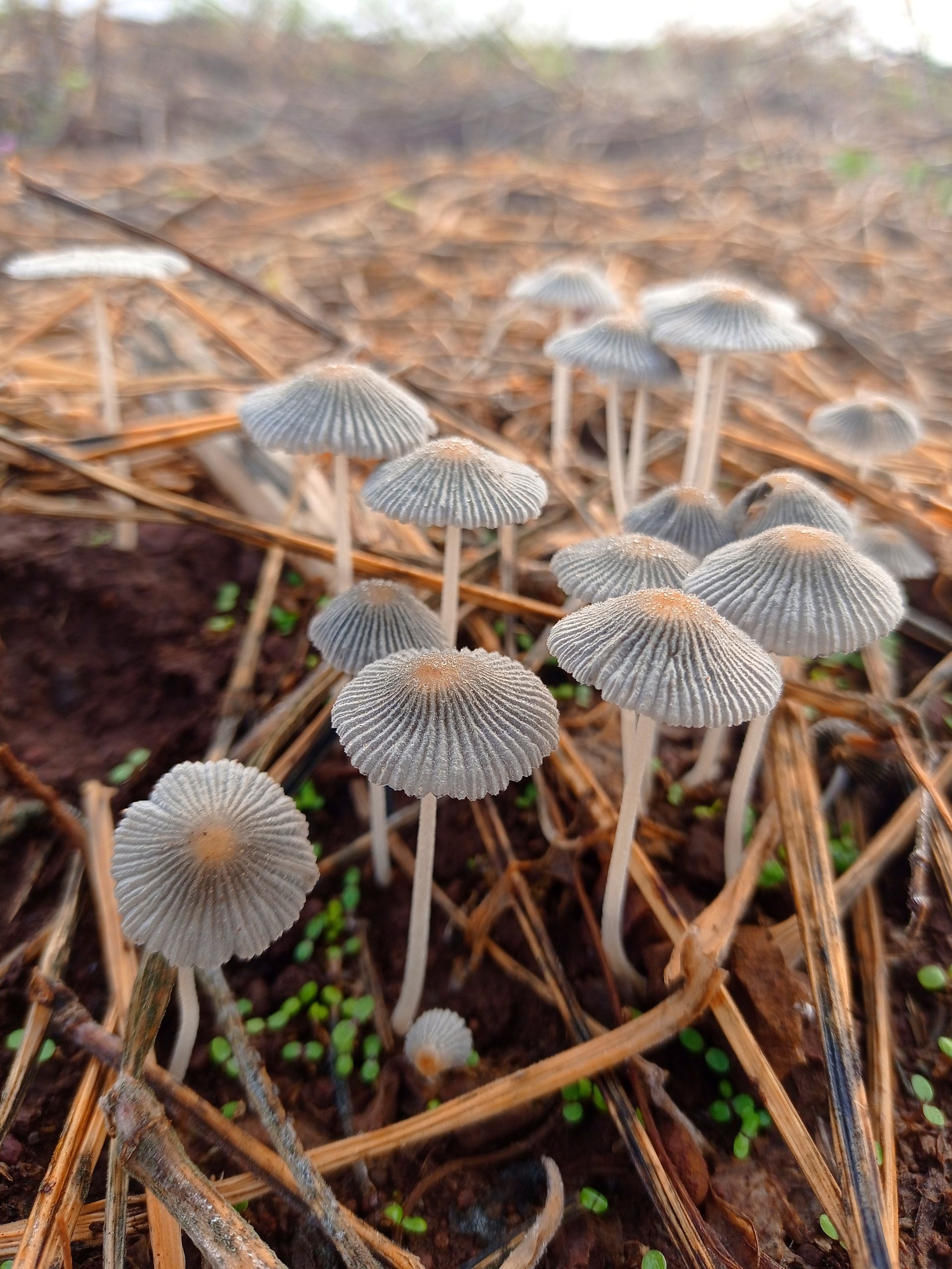 Mushroom