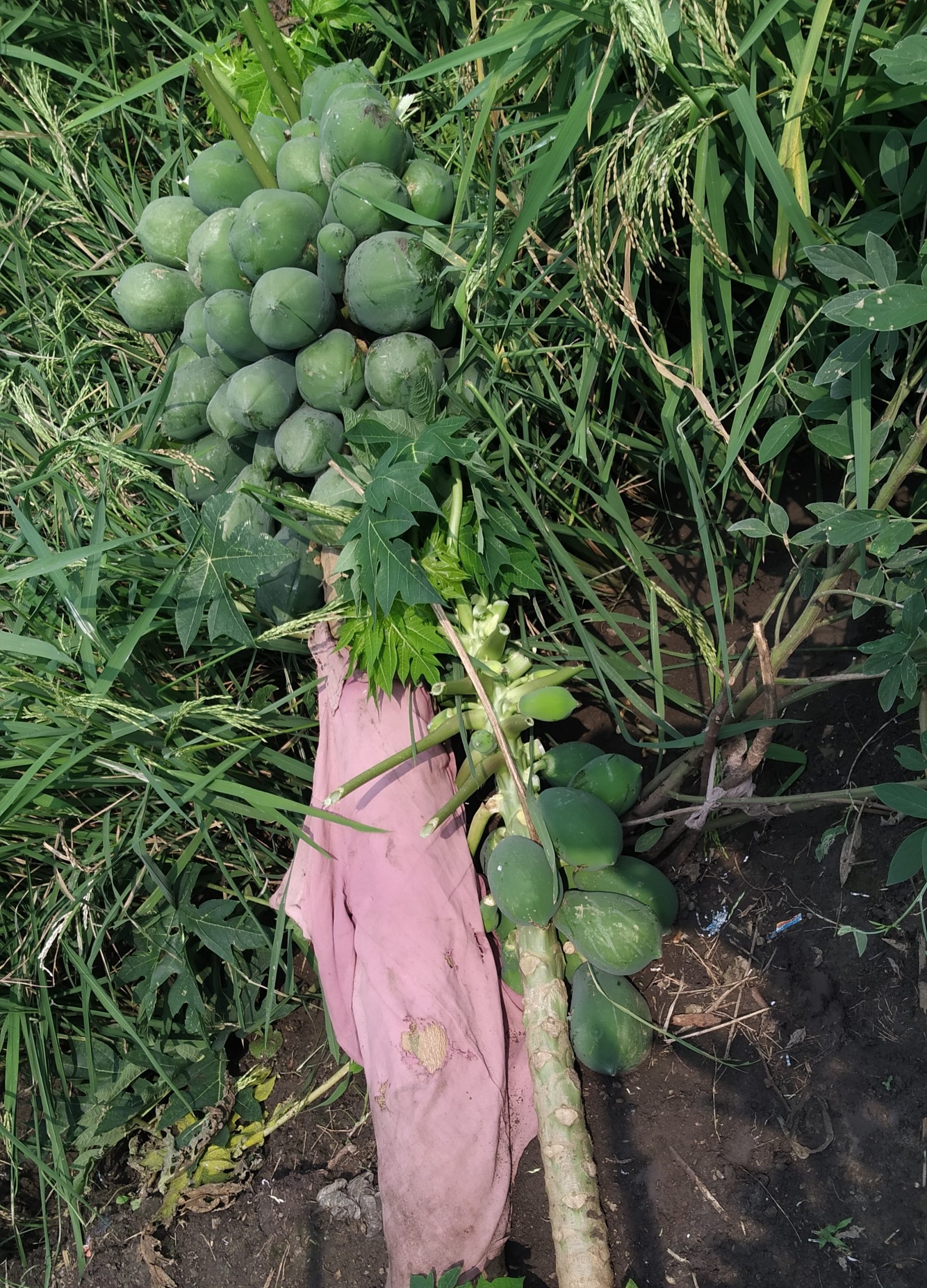 Papaya tree