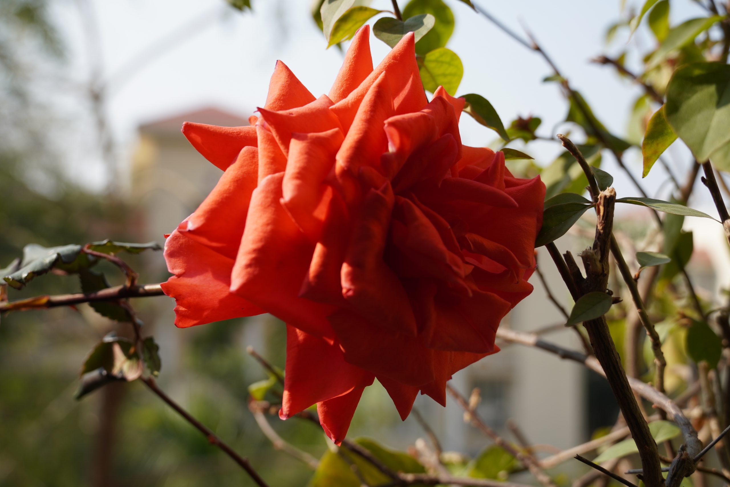 Flowering plant