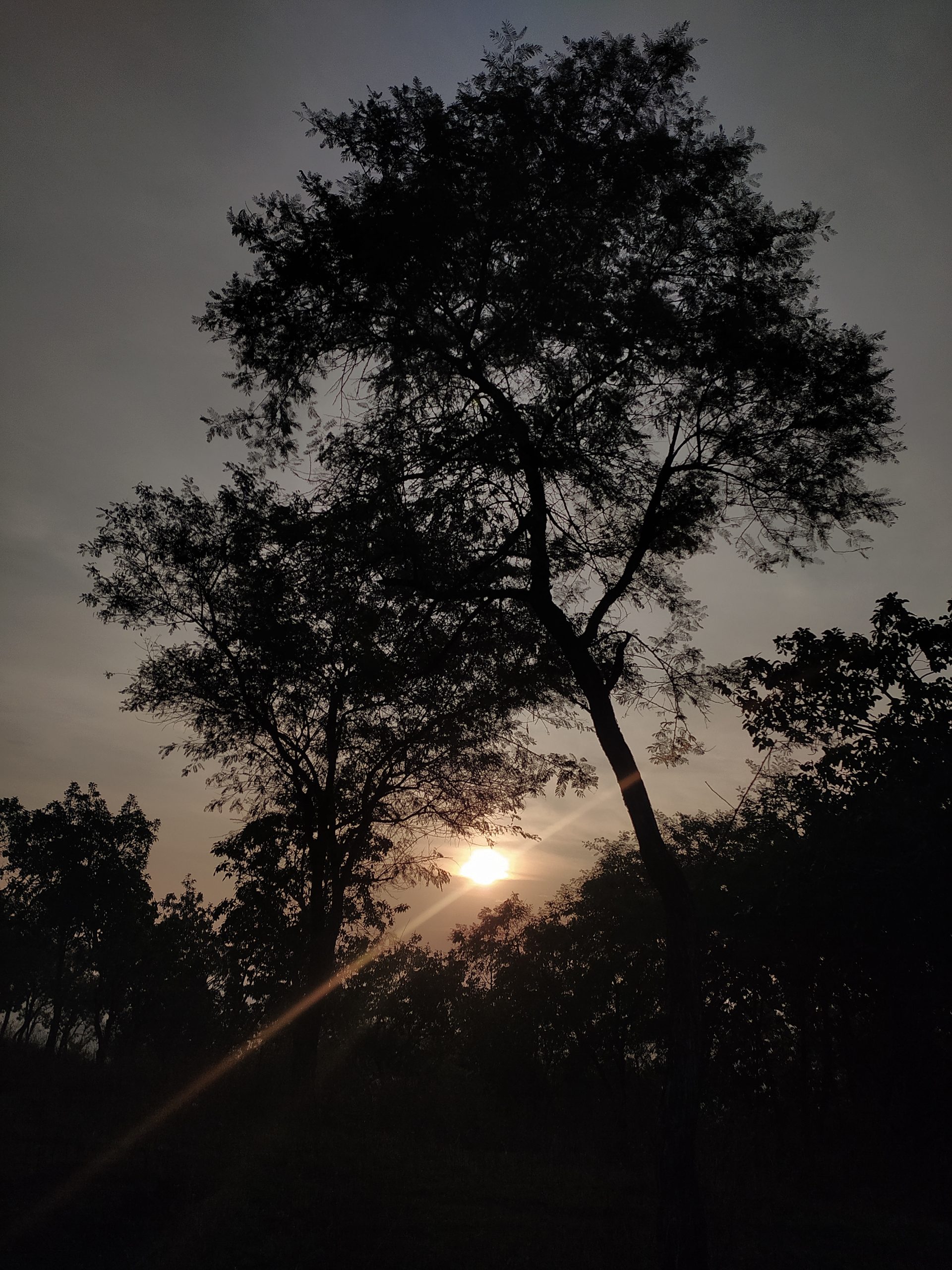 Sunrays through a tree