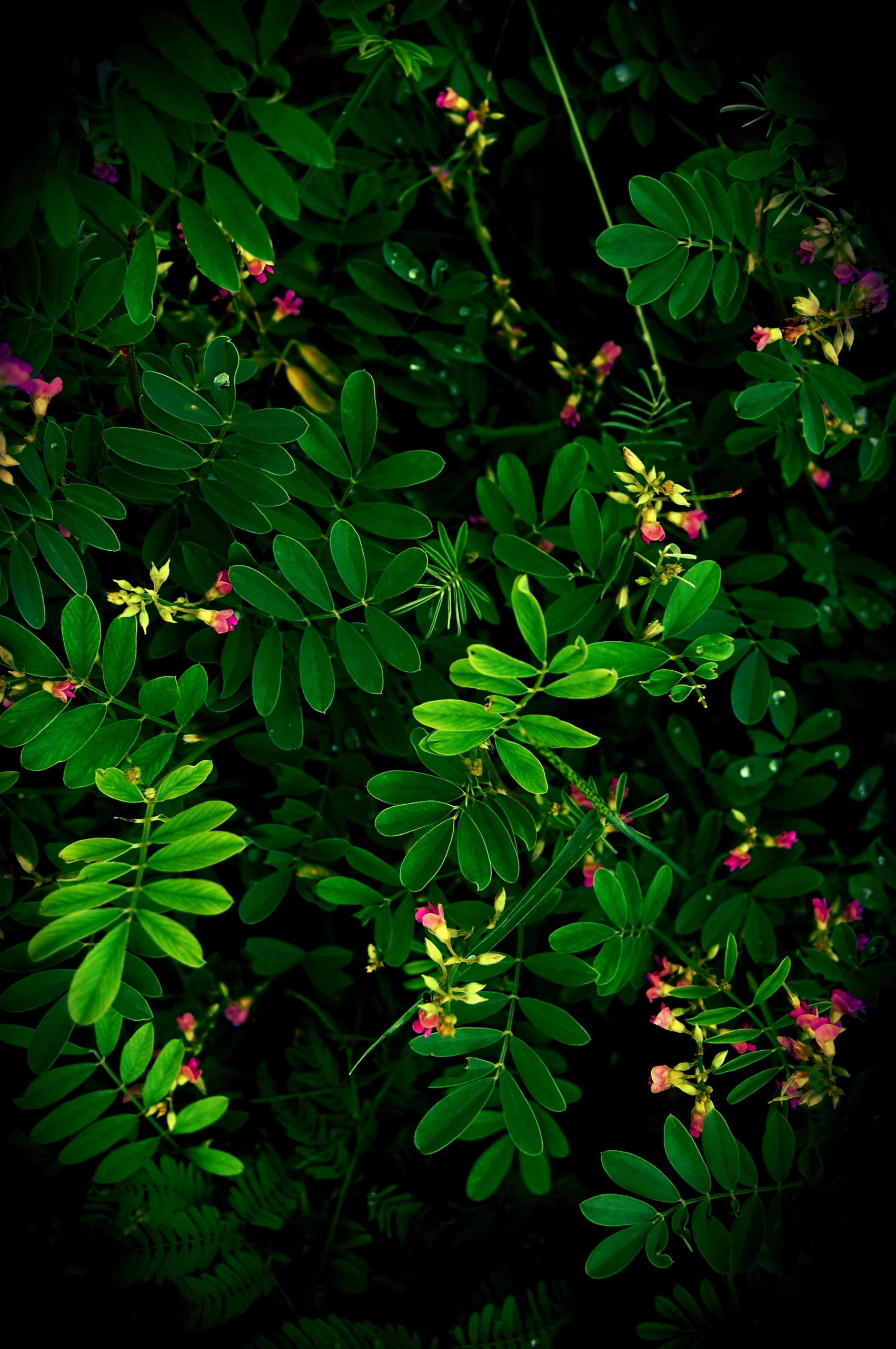 leaves that are green