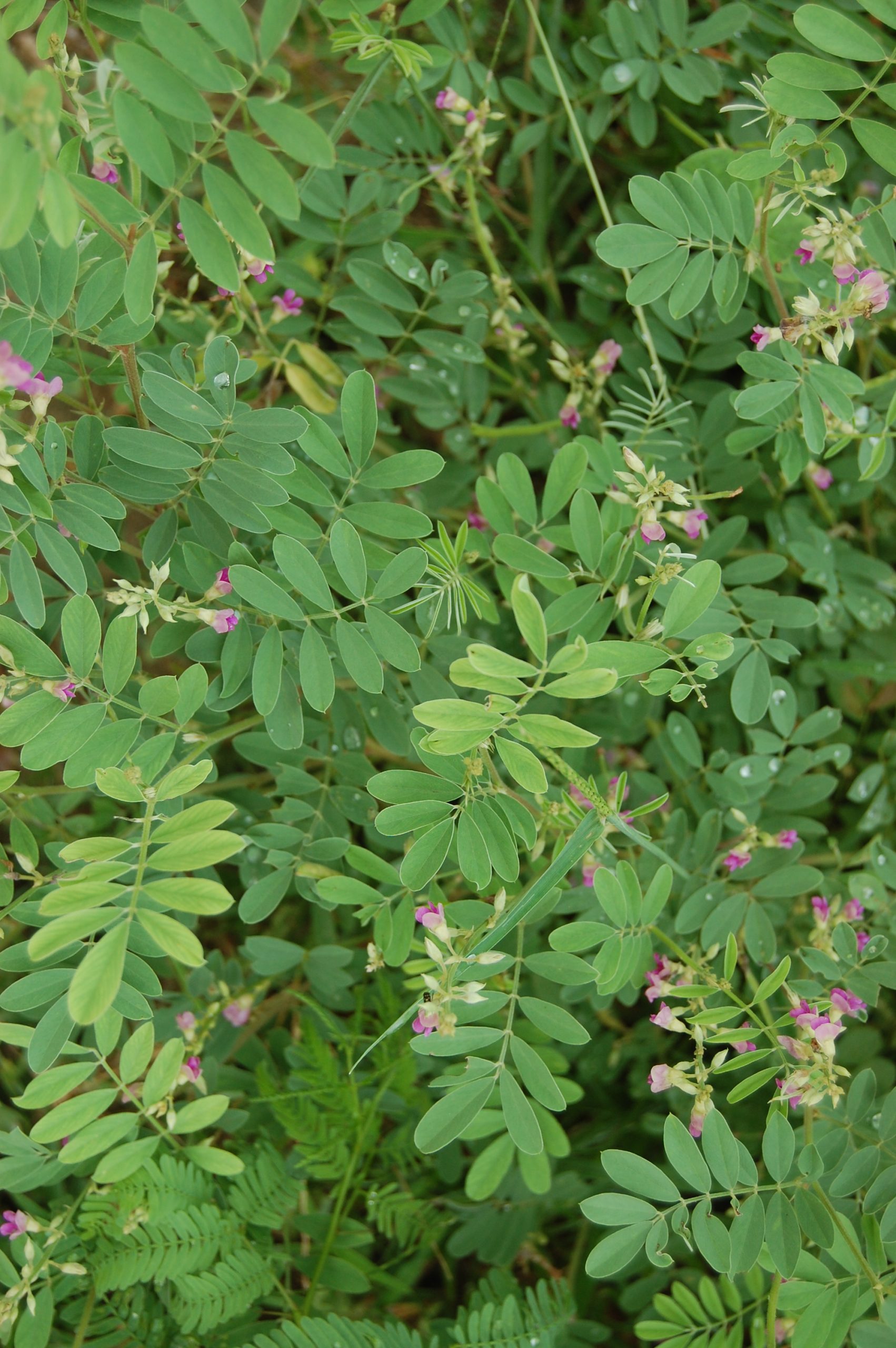 Green leaves of a plant