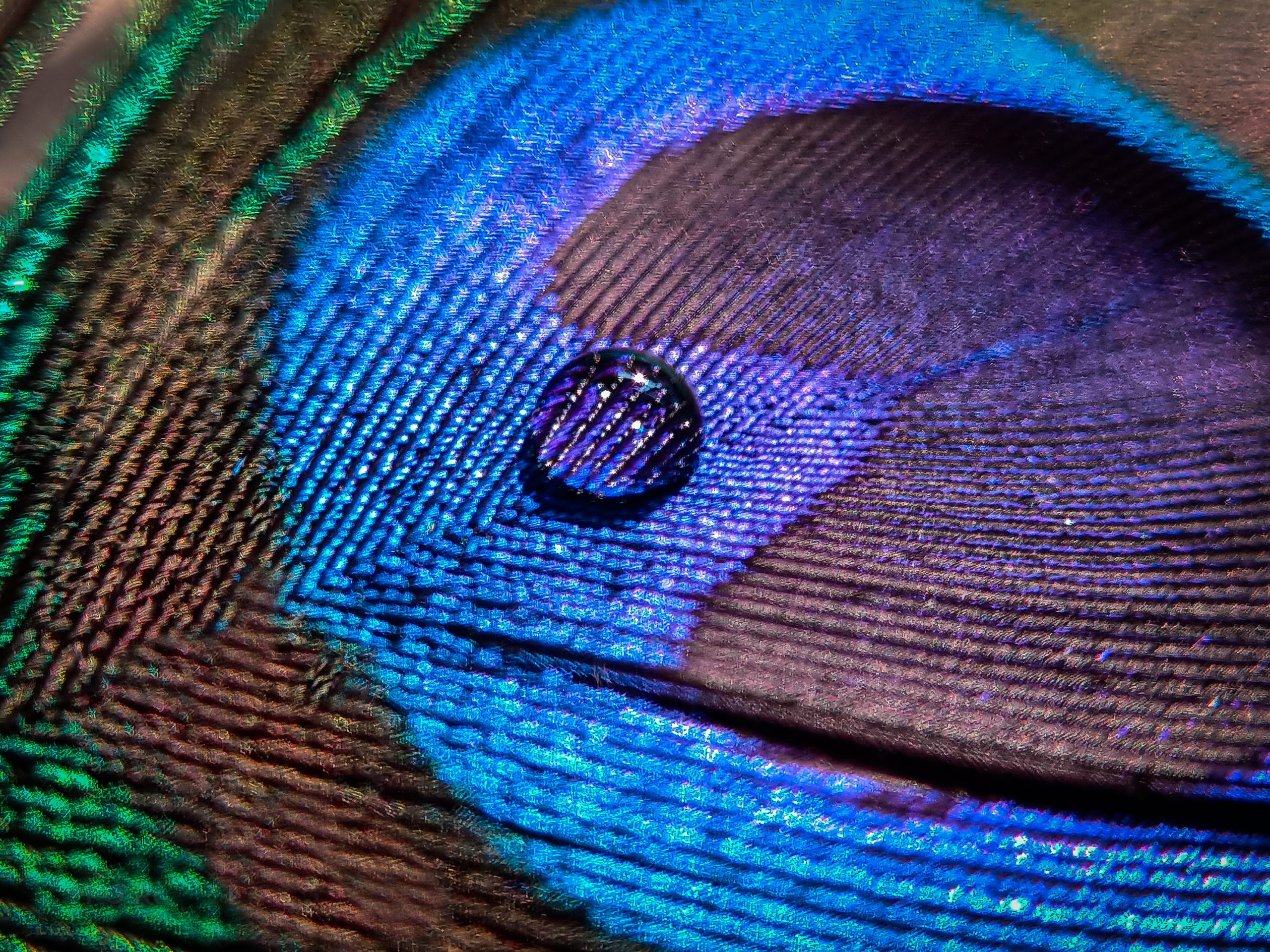 Water drop on feather