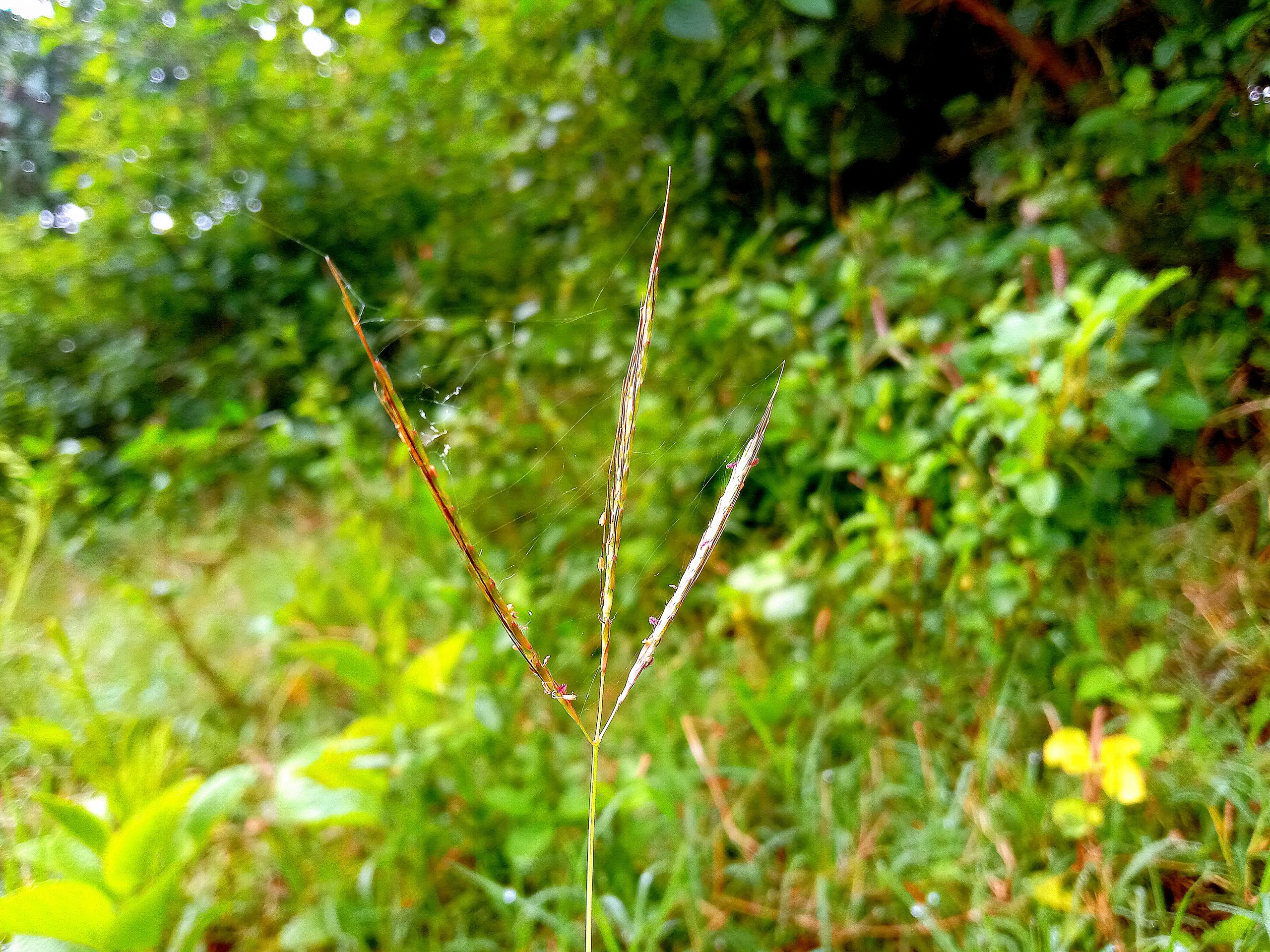 A grass plant