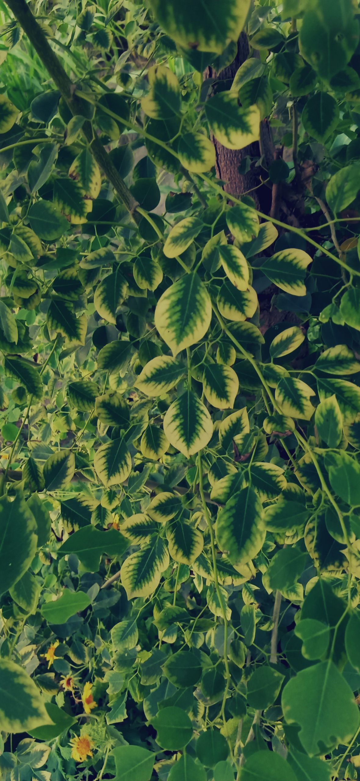 Branches of a plant