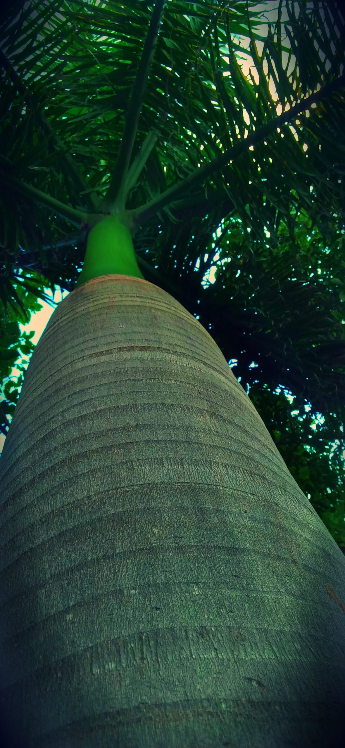 Trunk of a palm tree