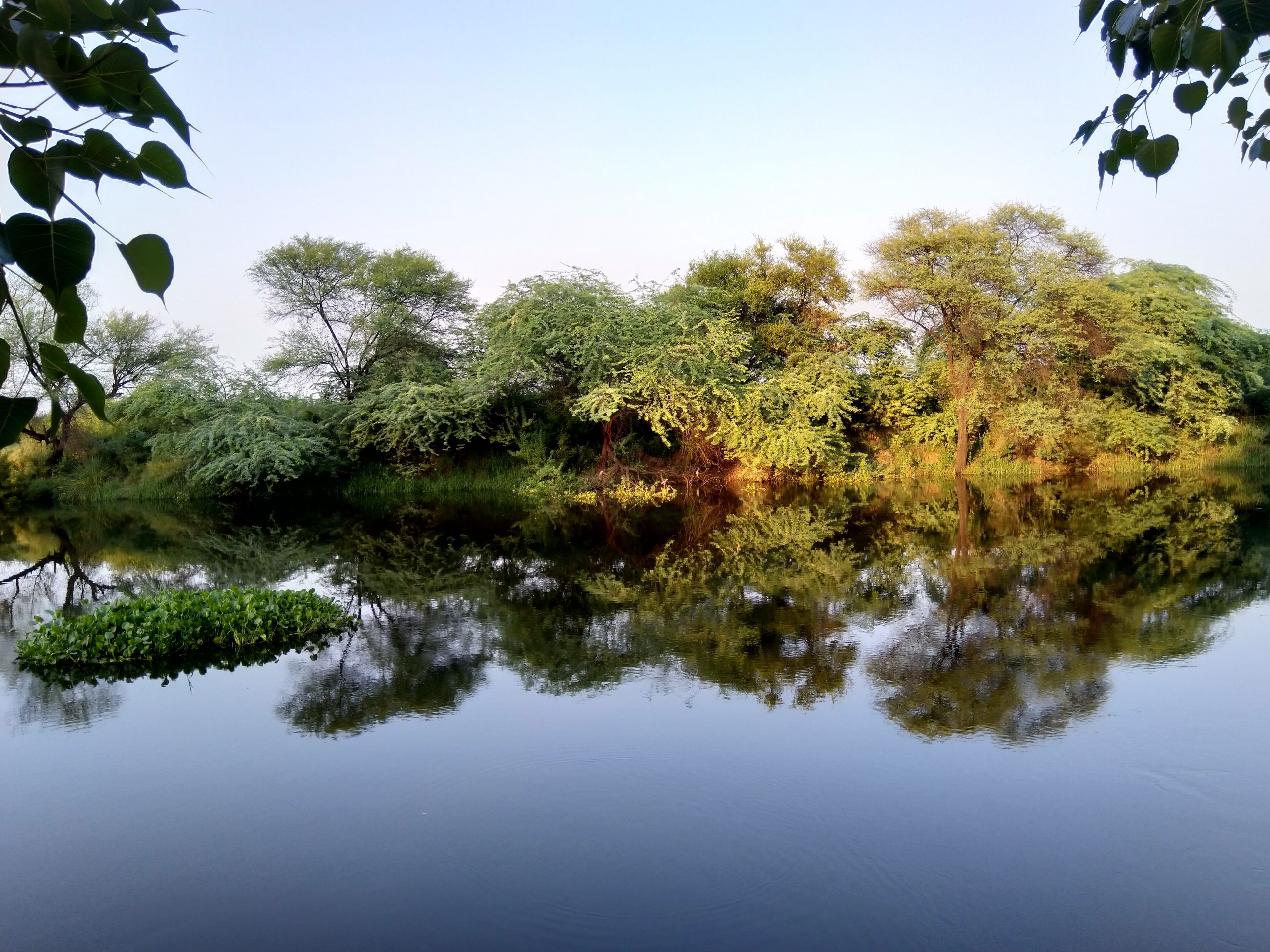 Tree reflection on a lake