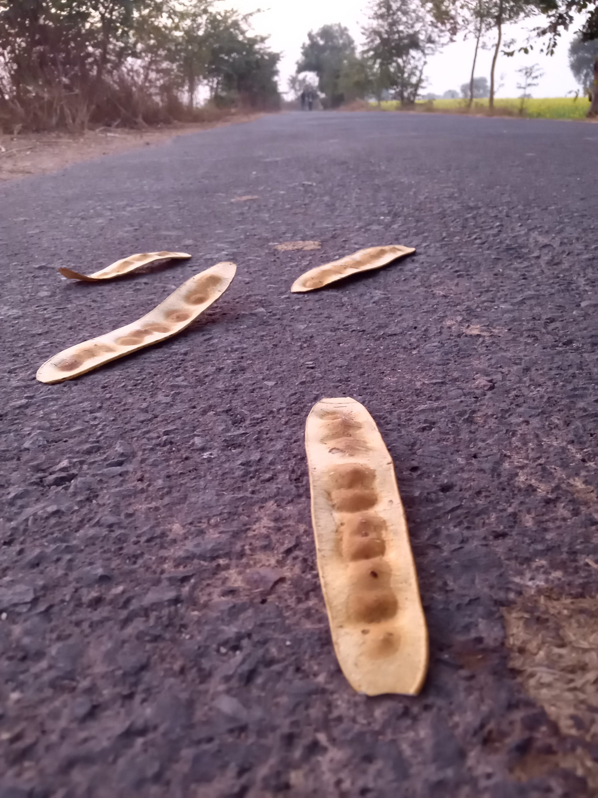 Dried leaves fallen on the road