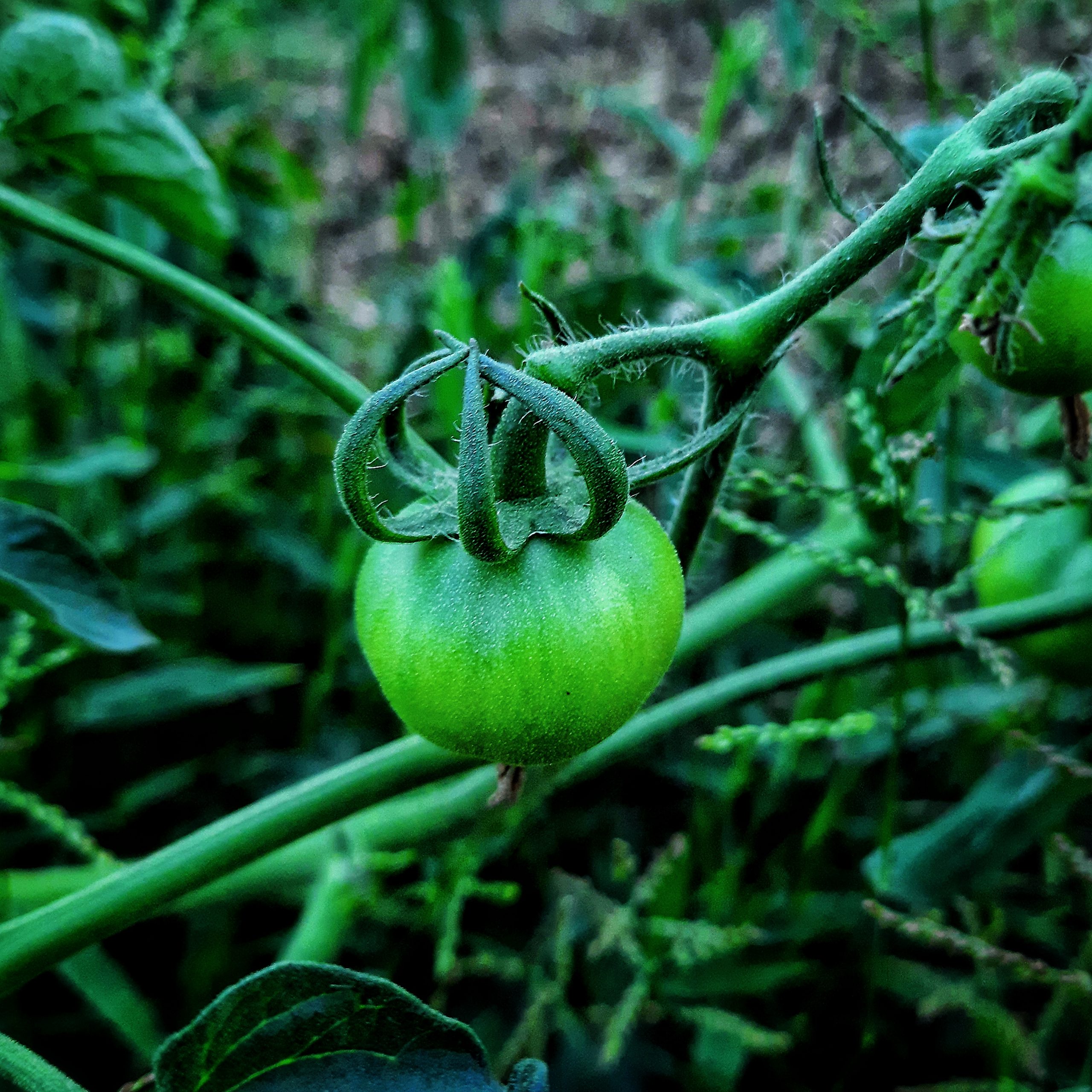 a growing tomato