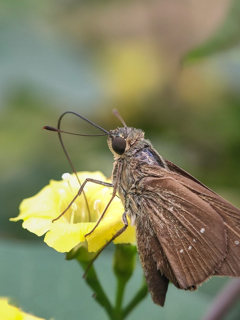 Nectar Closeup PixaHive