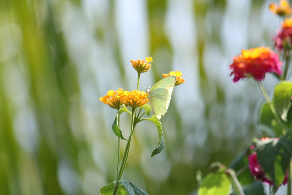 Nectar Closeup PixaHive