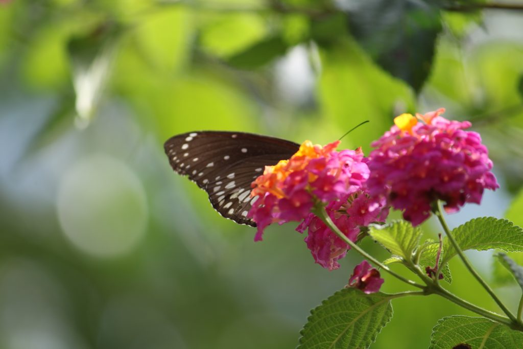 Nectar Closeup PixaHive