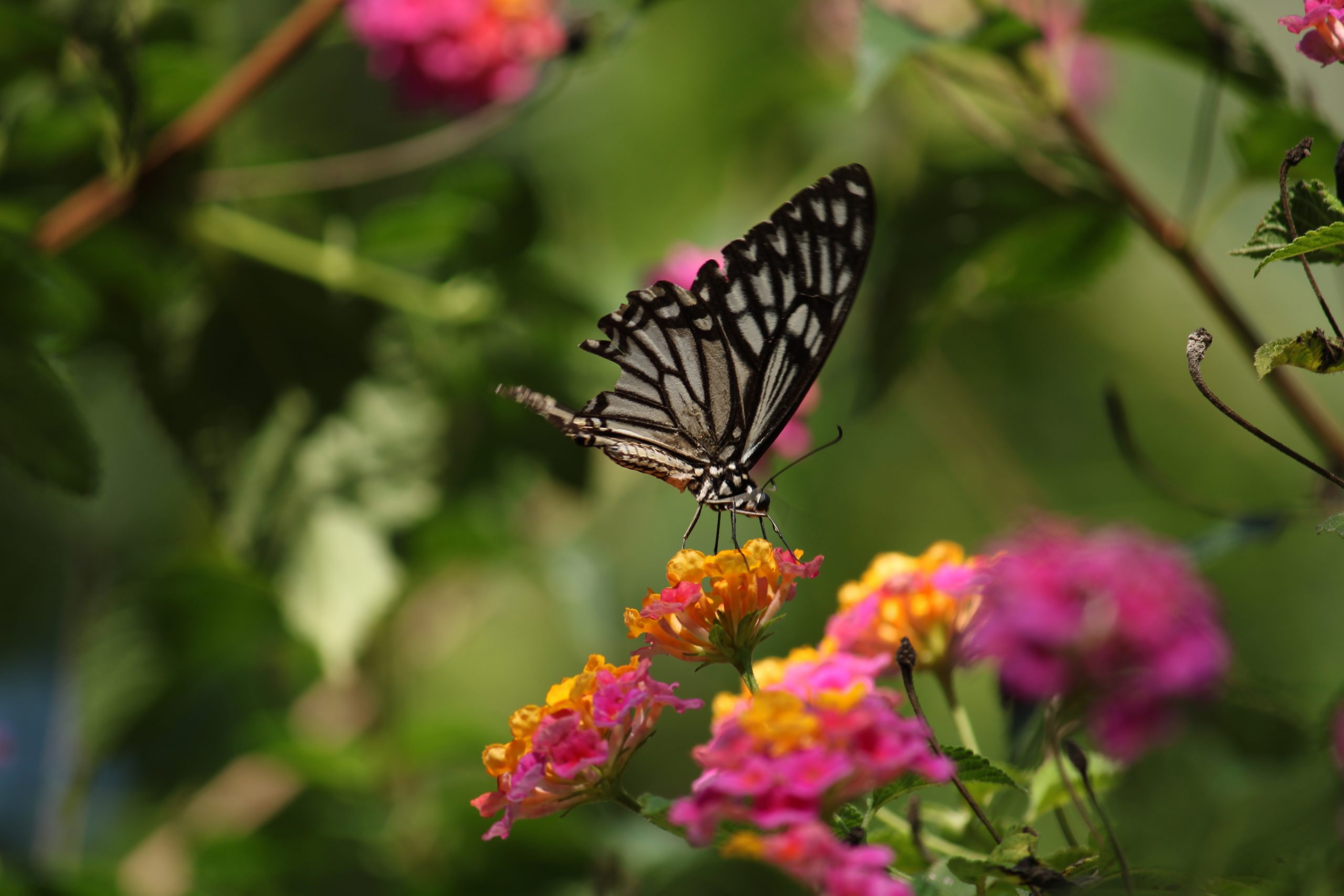 Nectar Close-up