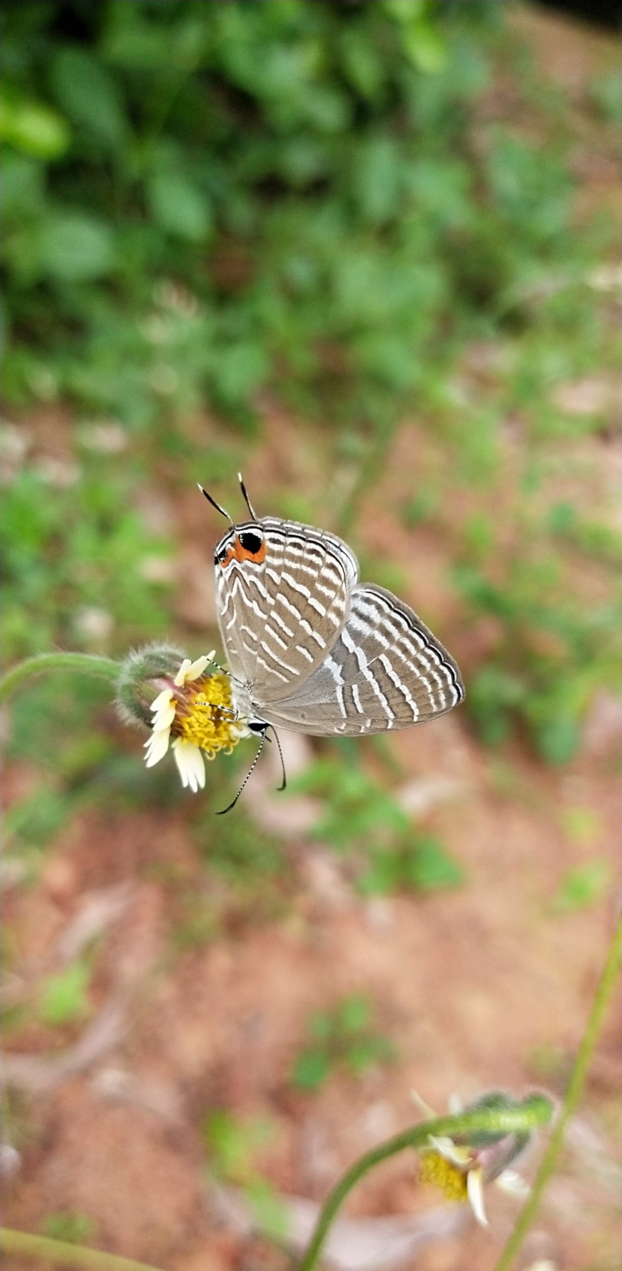 Nectar Close-up