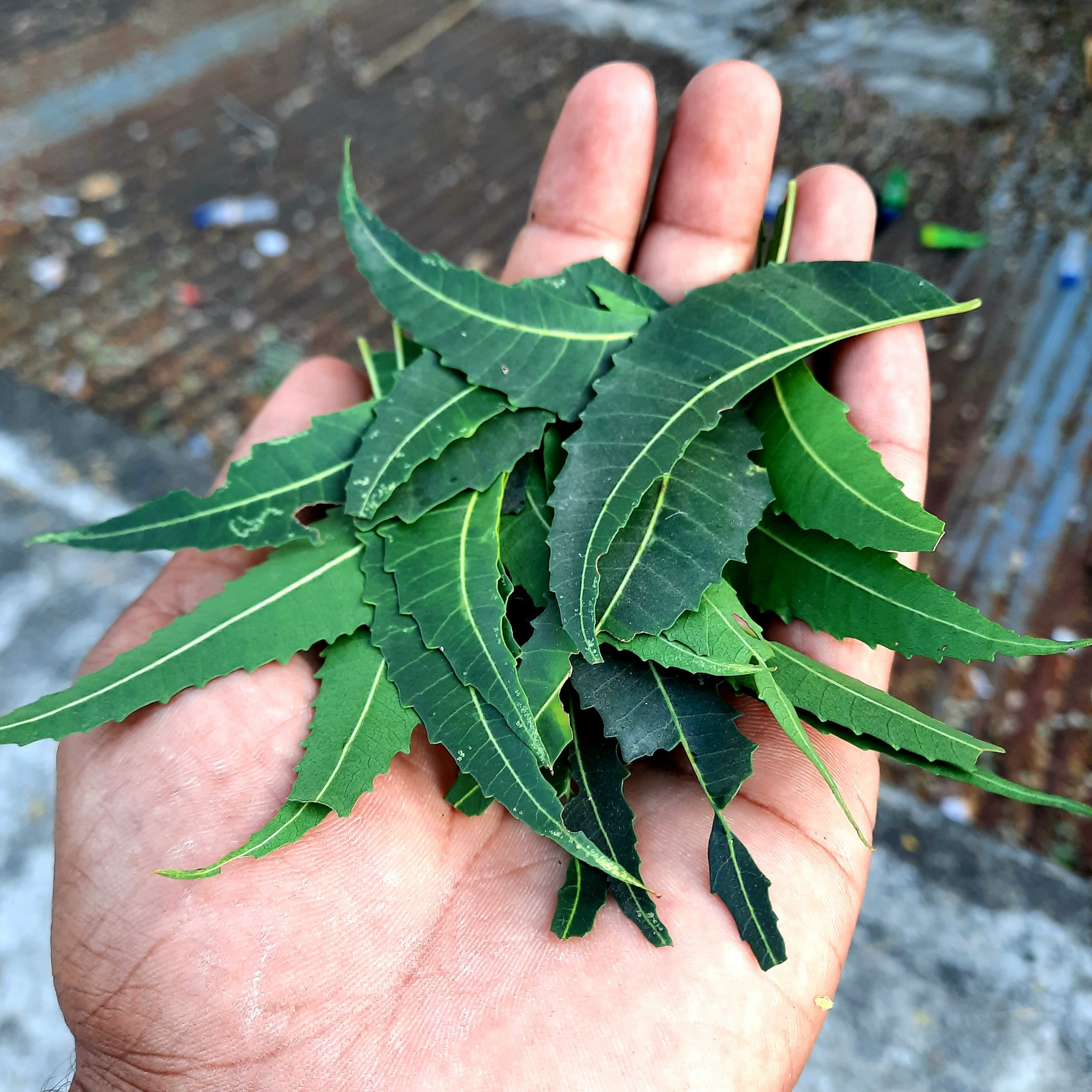 Leaves in hand