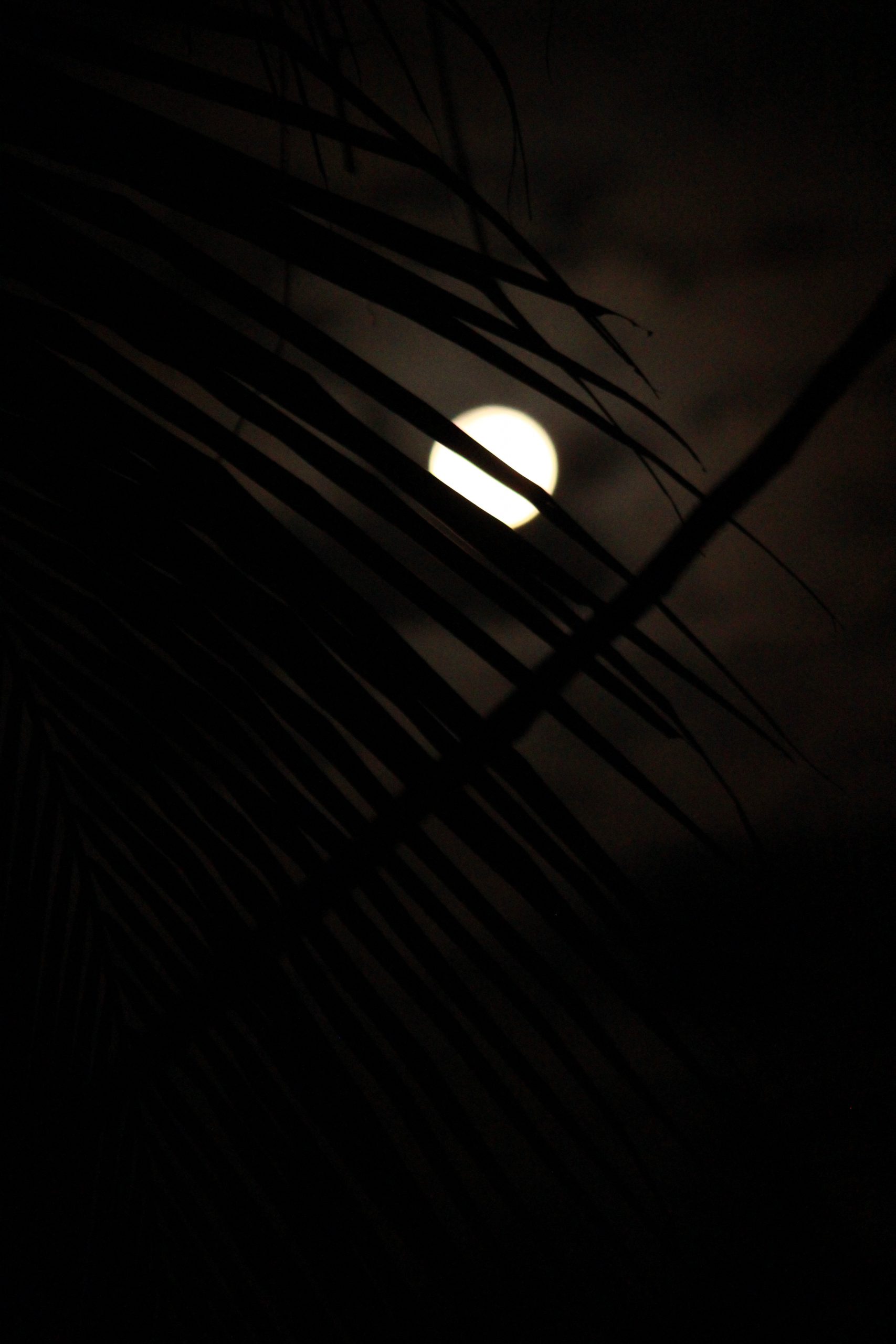 Night moon through grass