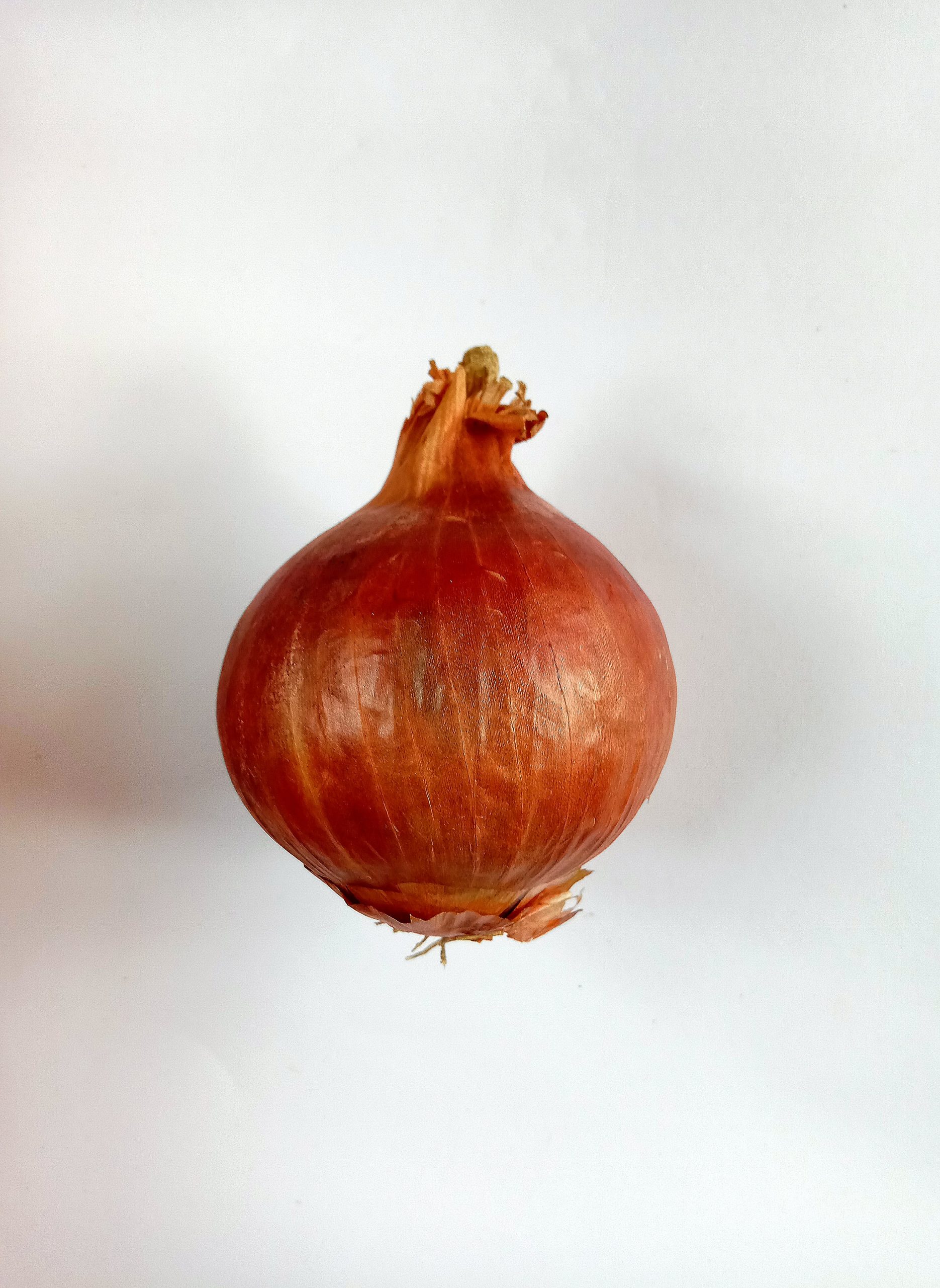 An onion