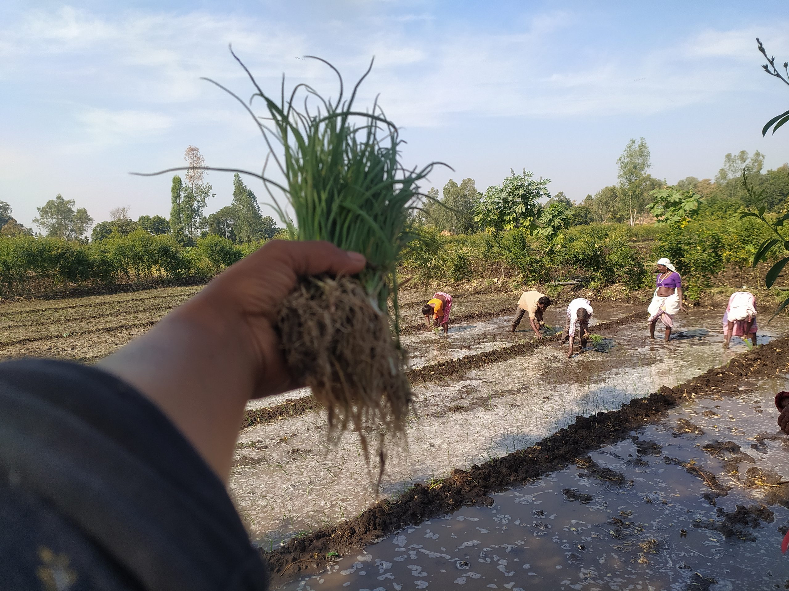 Farmers in the field