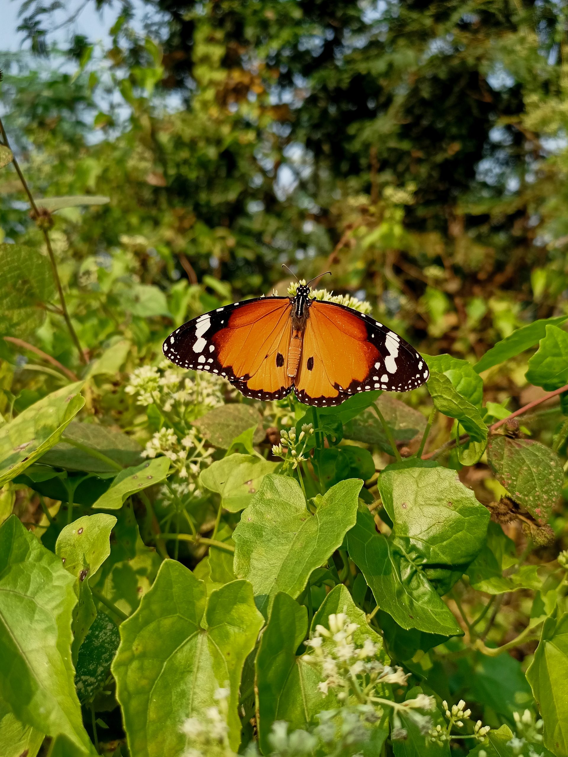 butterfly on a leaf