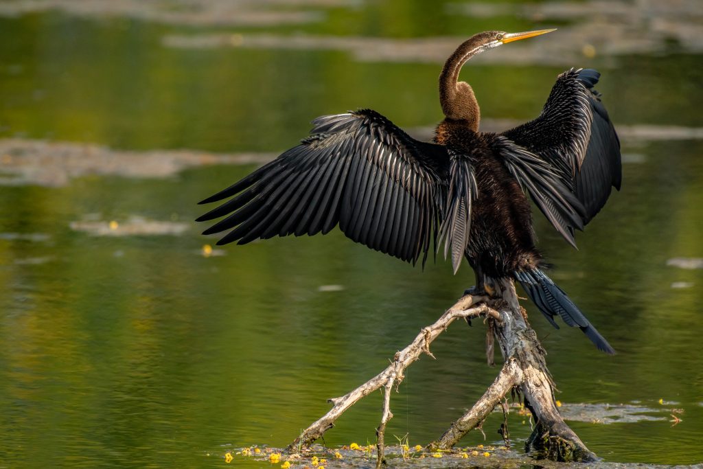 Oriental Darter - PixaHive