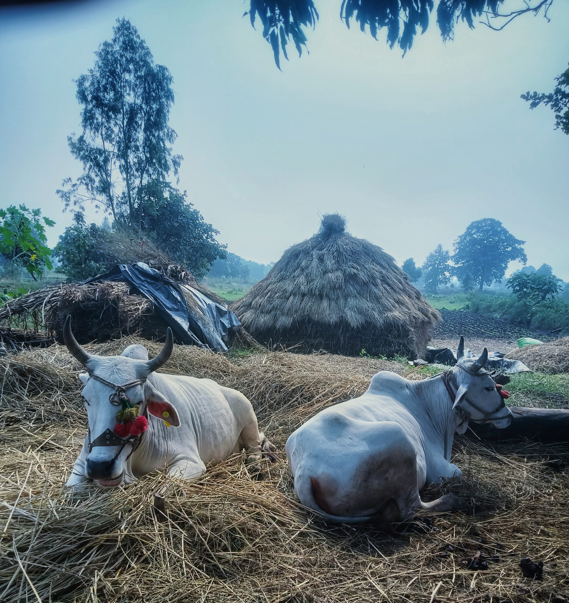 ox sitting on a hay