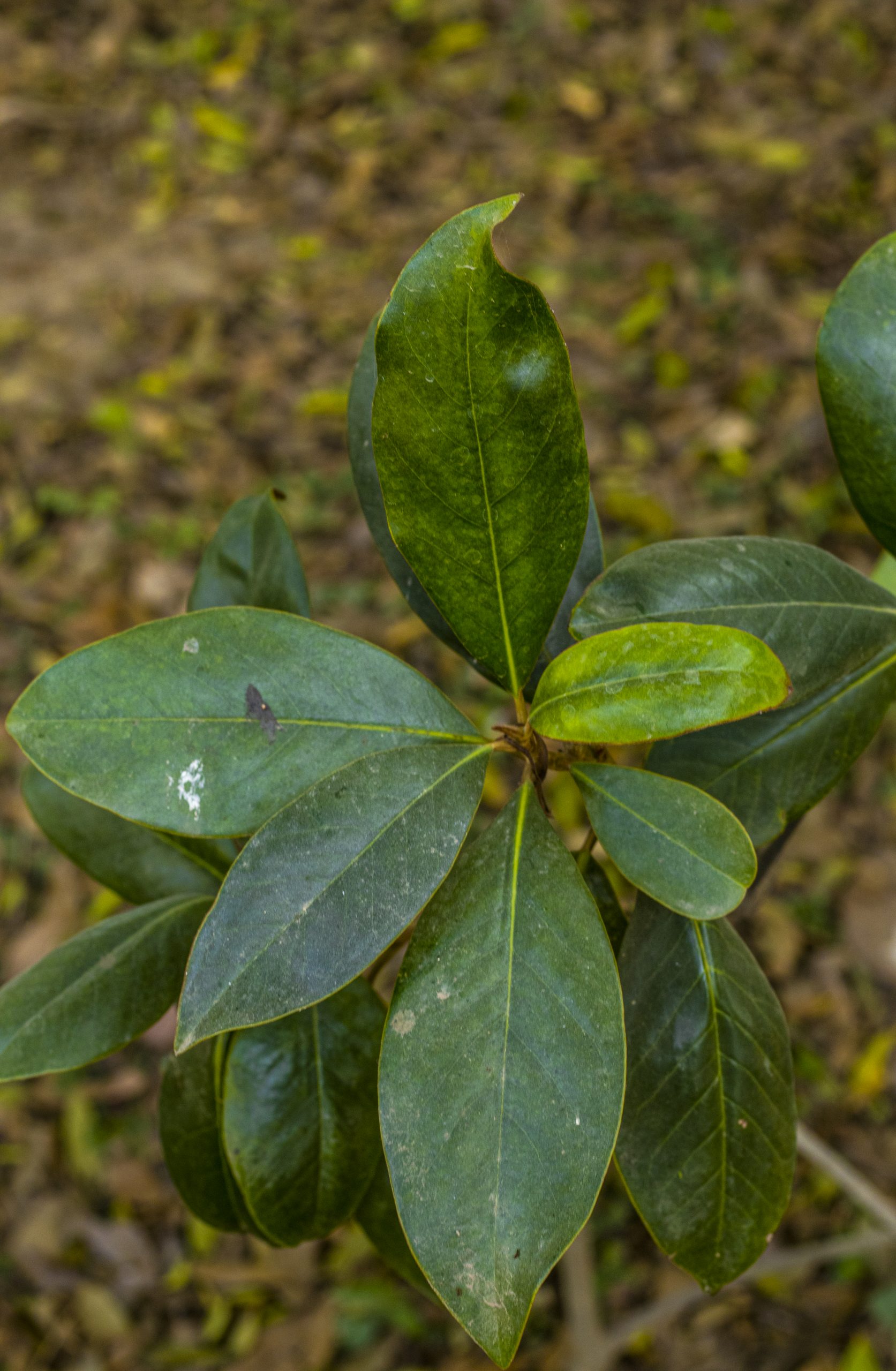 leaves of a plant