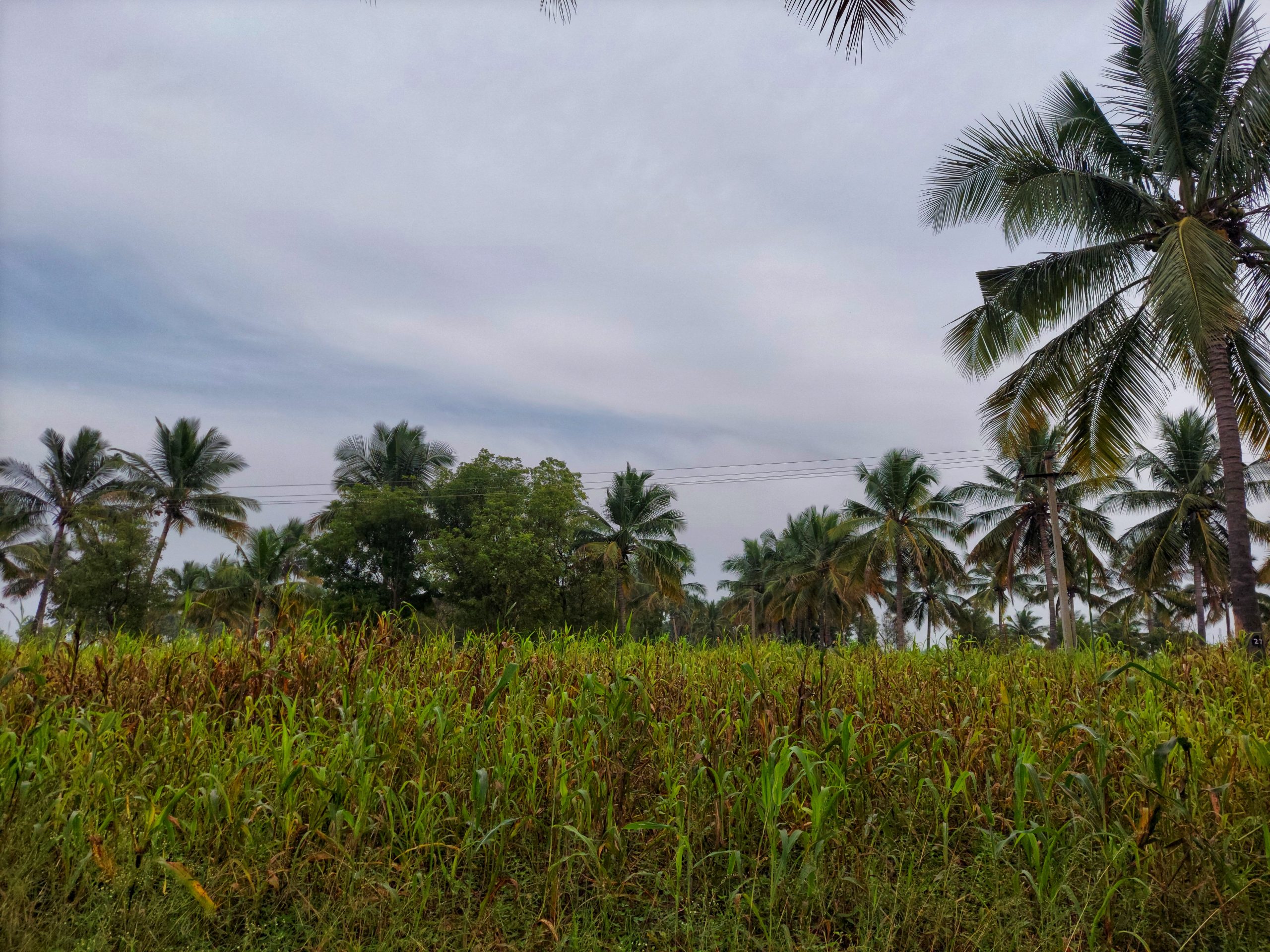 Agriculture field