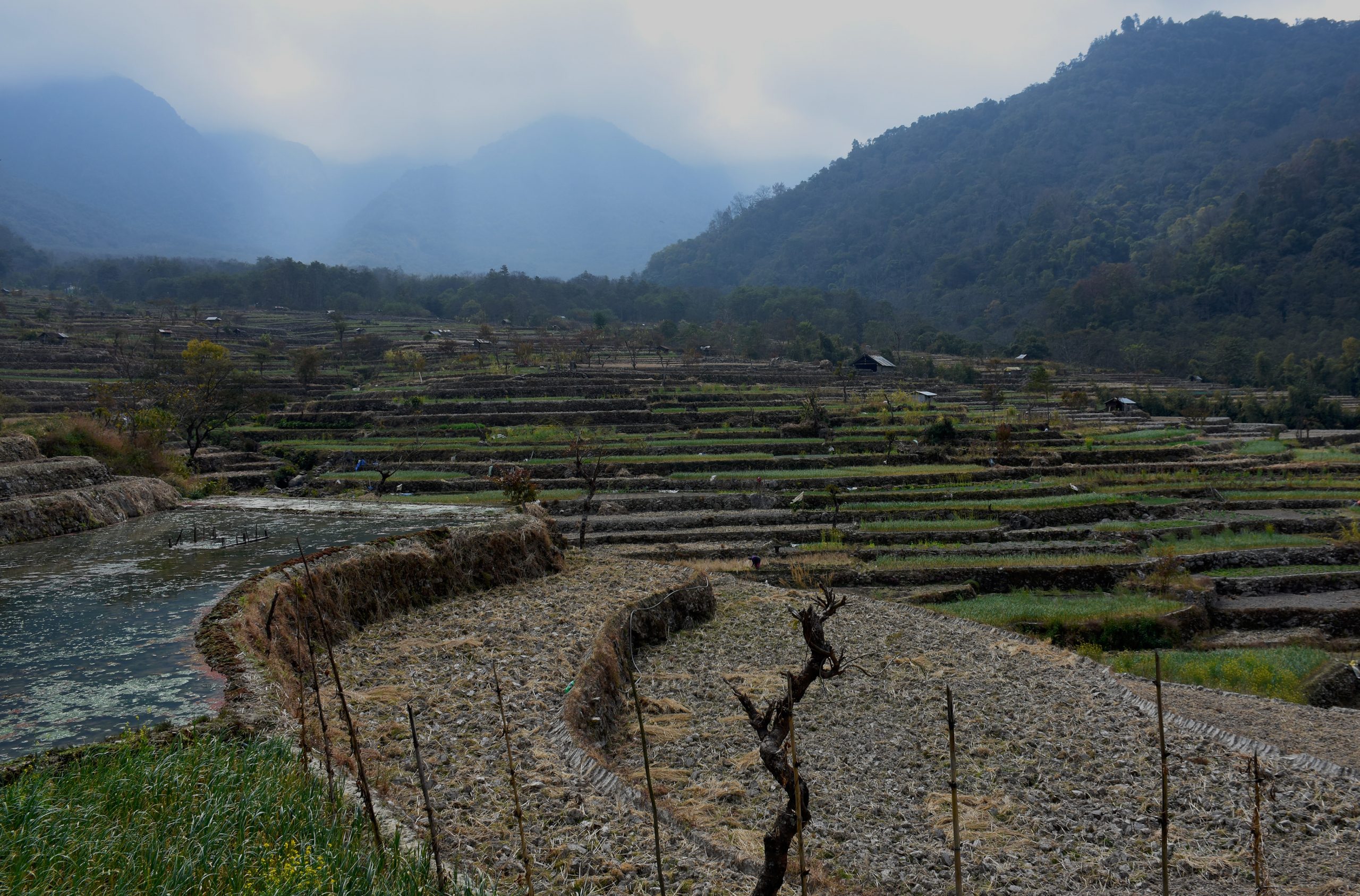 Paddy fields below a mountain