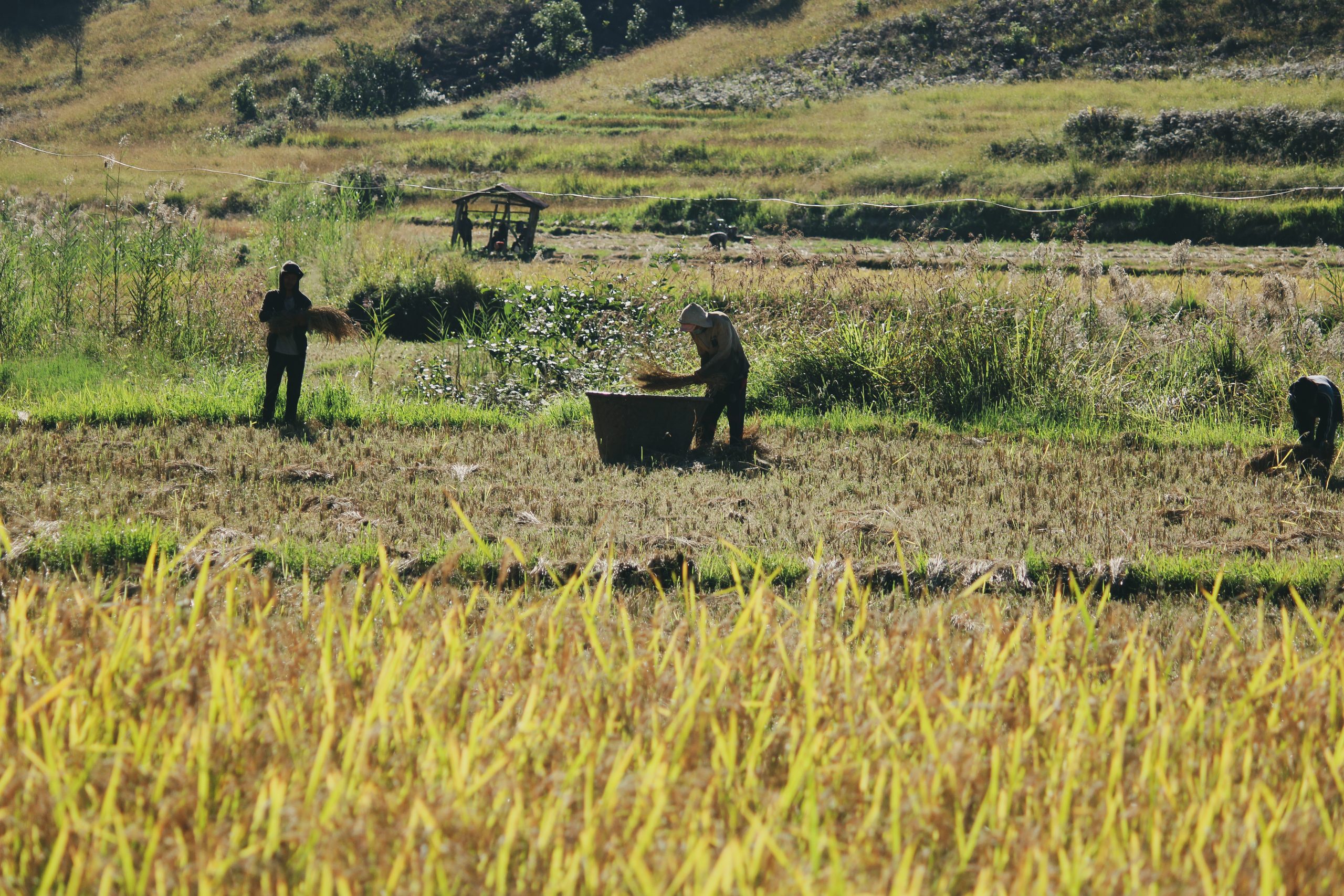 Farmers in the field