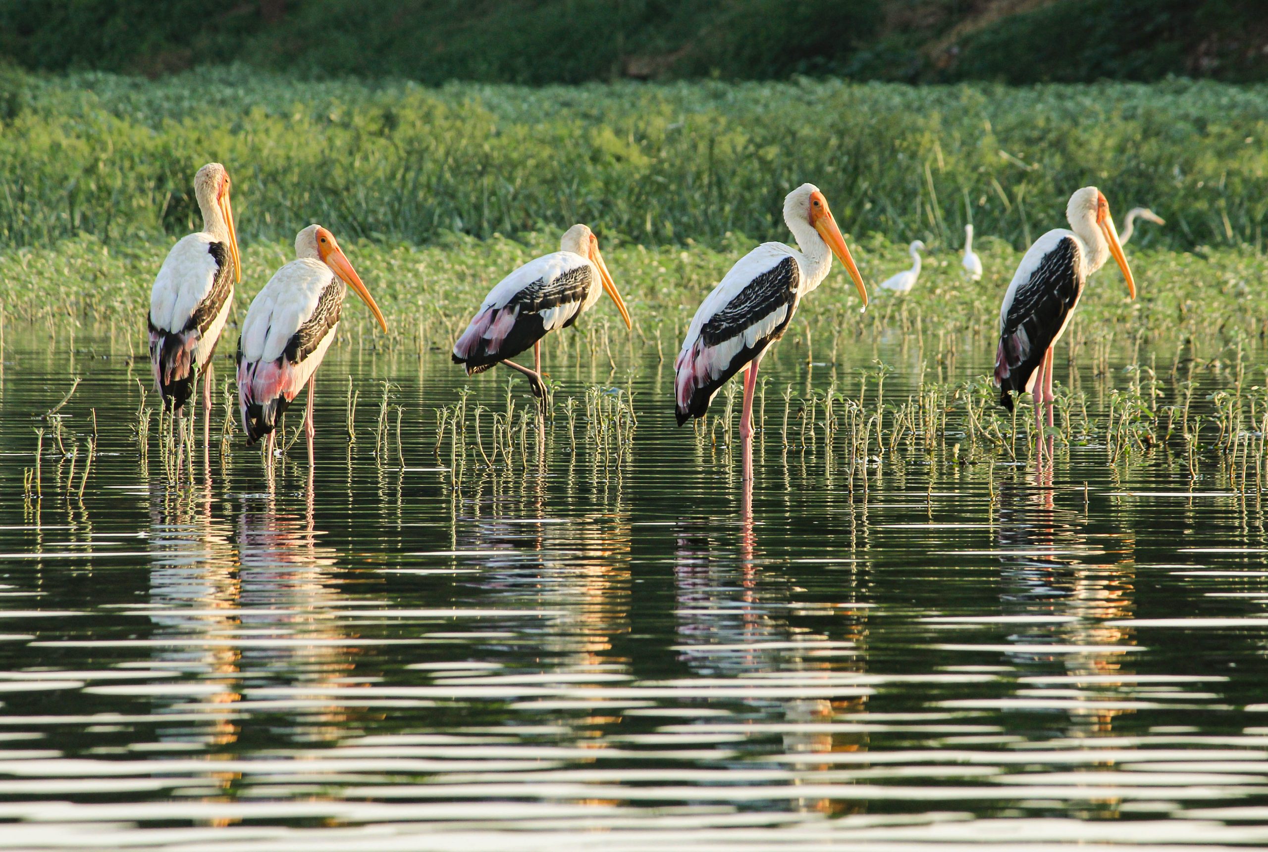 Painted storks