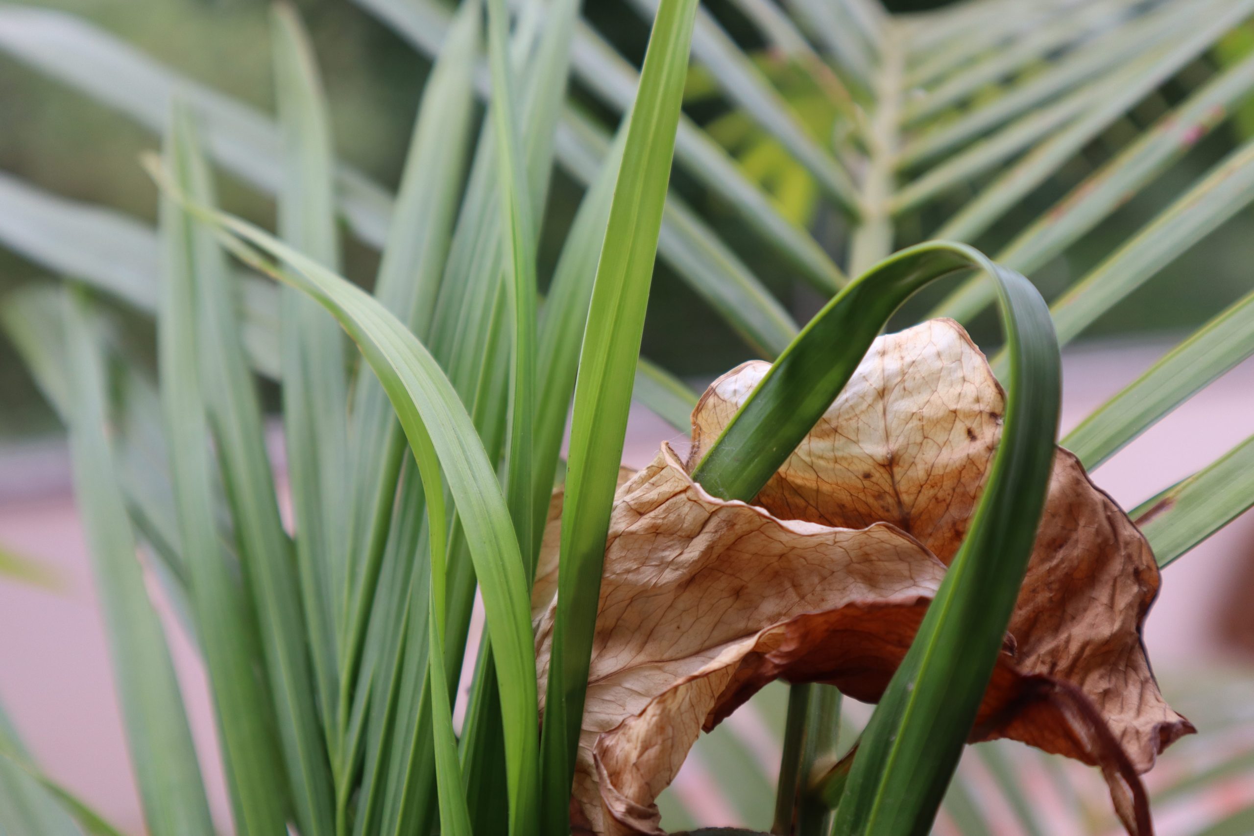 Palm tree leaves