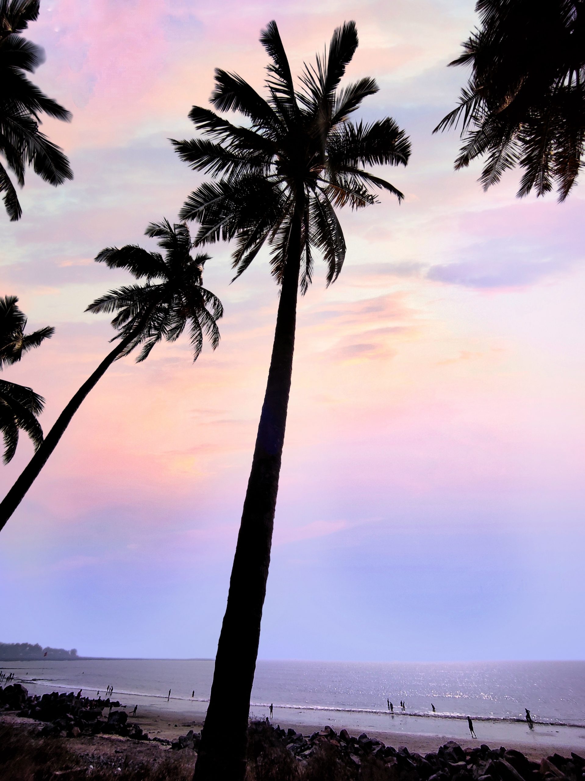 Palm trees near a sea