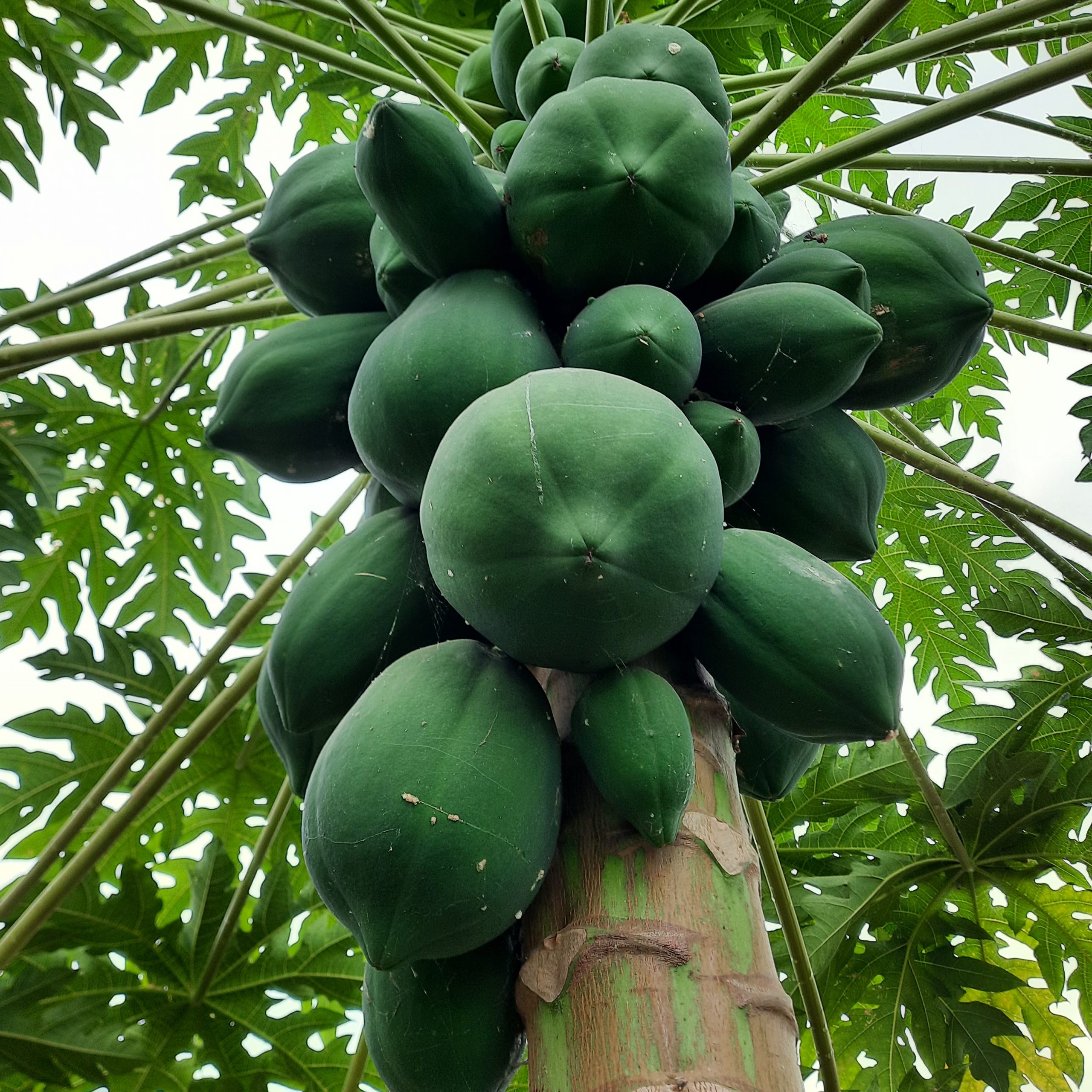 Papaya fruit tree