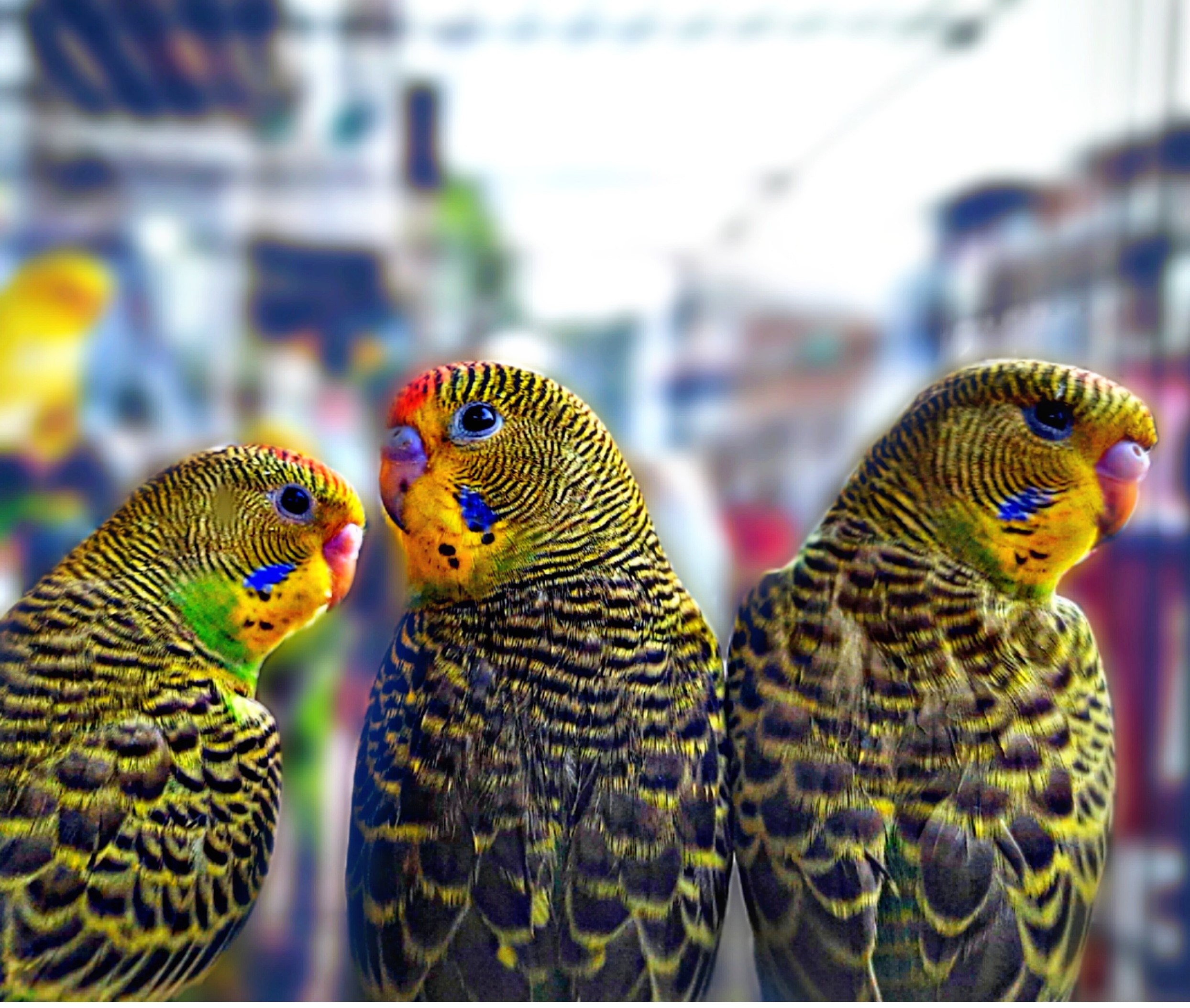 close-up of parrots