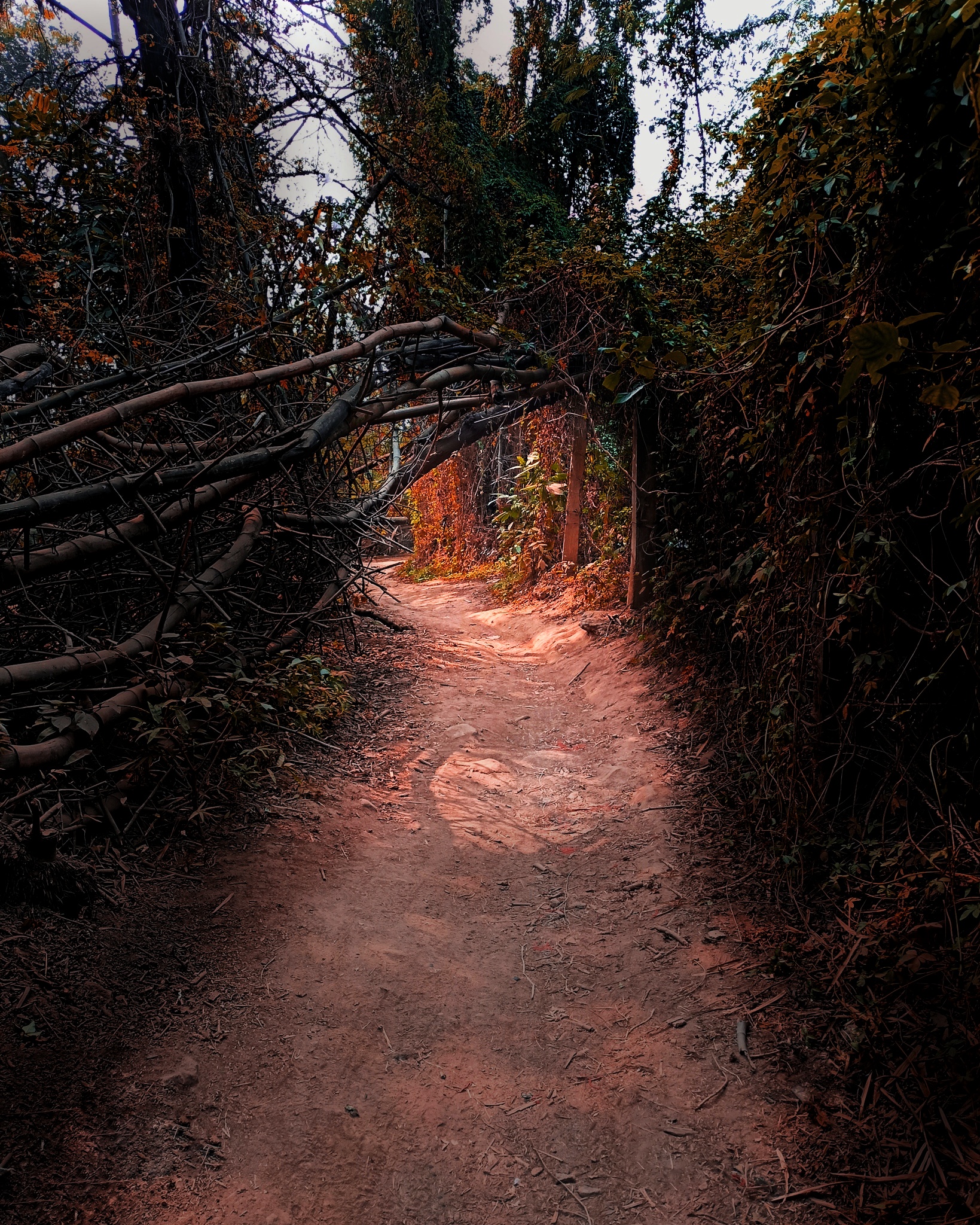 Path amidst Trees
