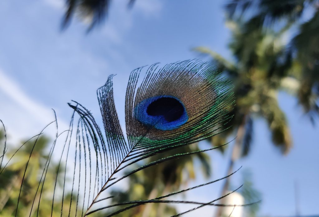 Peacock feather - PixaHive