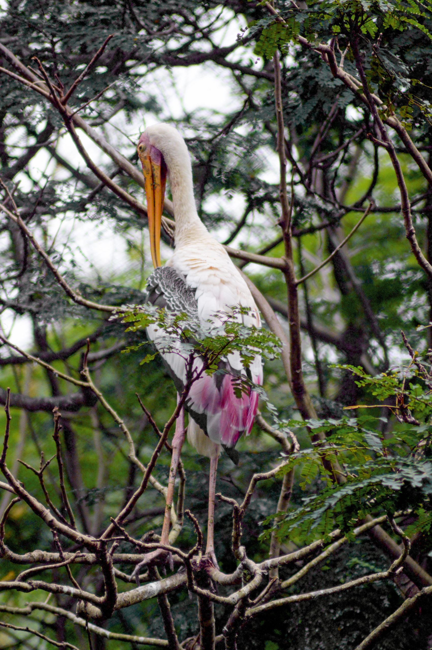 Pelican on tree