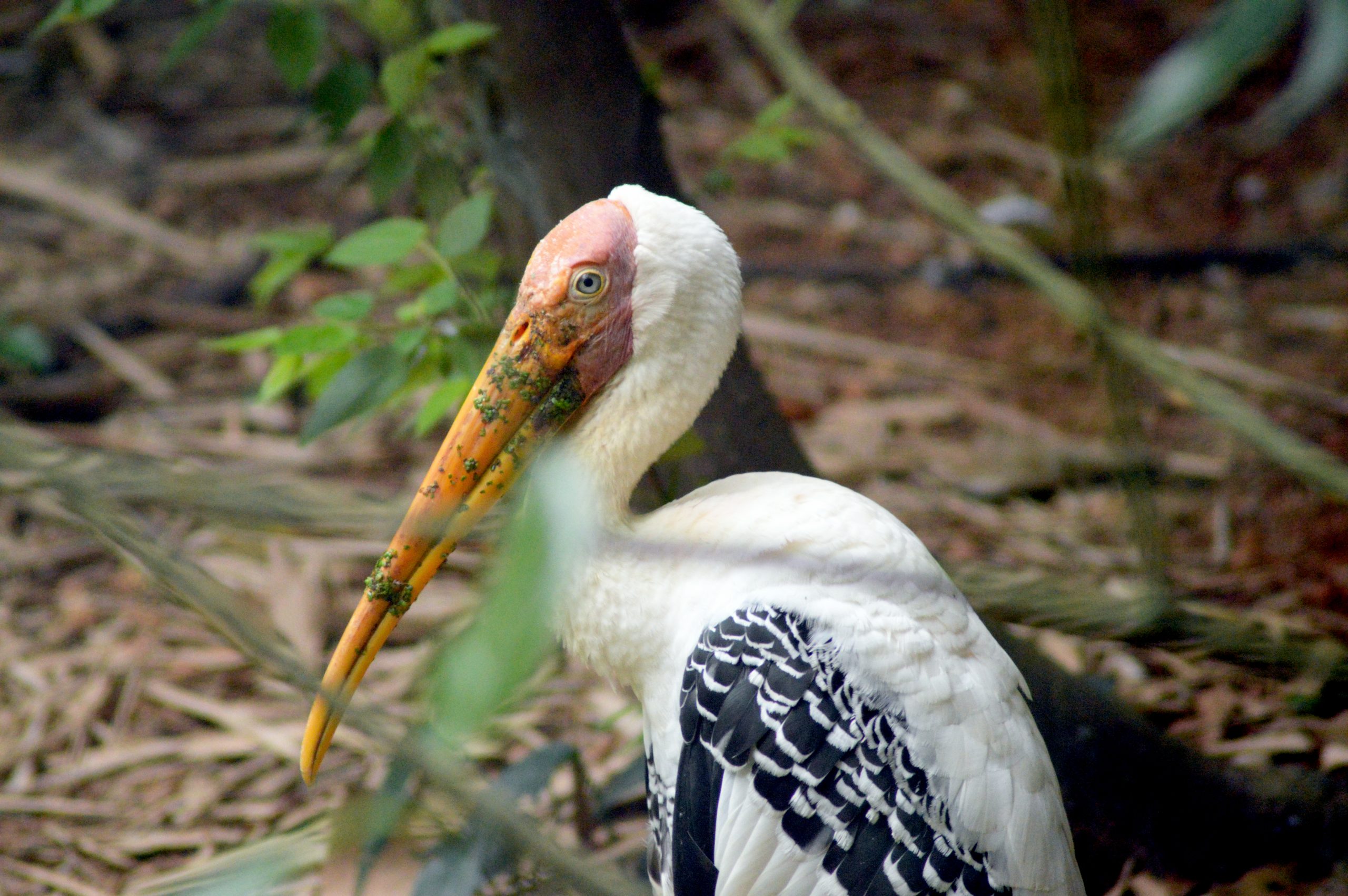 A pelican bird