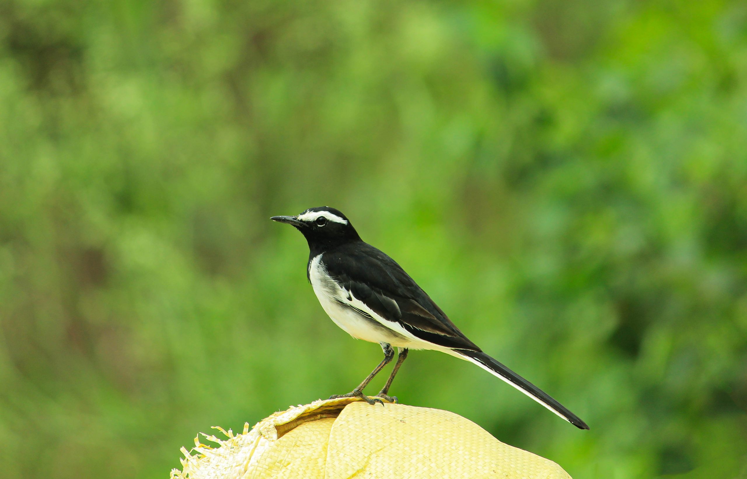 Perching White-browed Wagtail